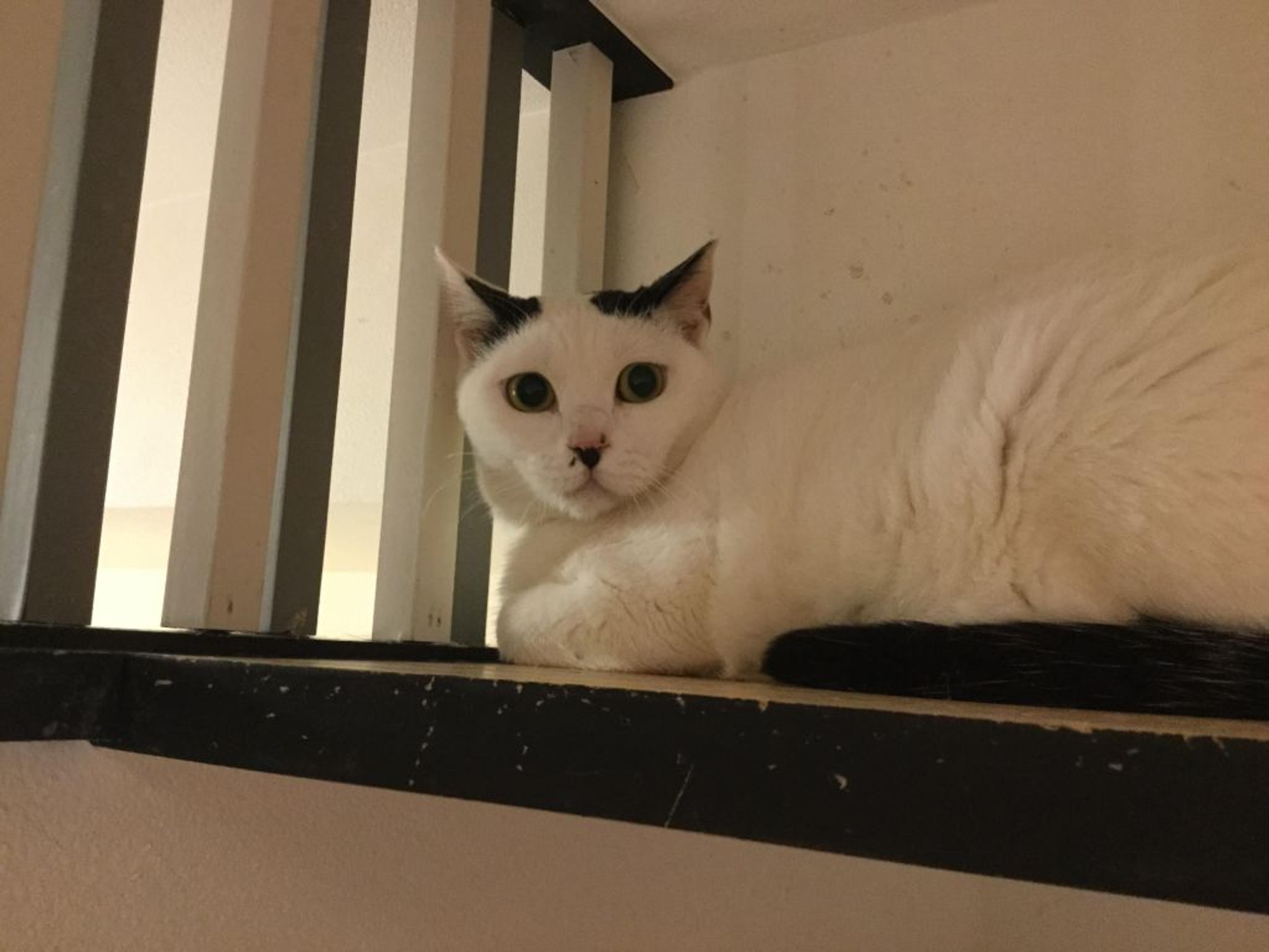 pet-image-2