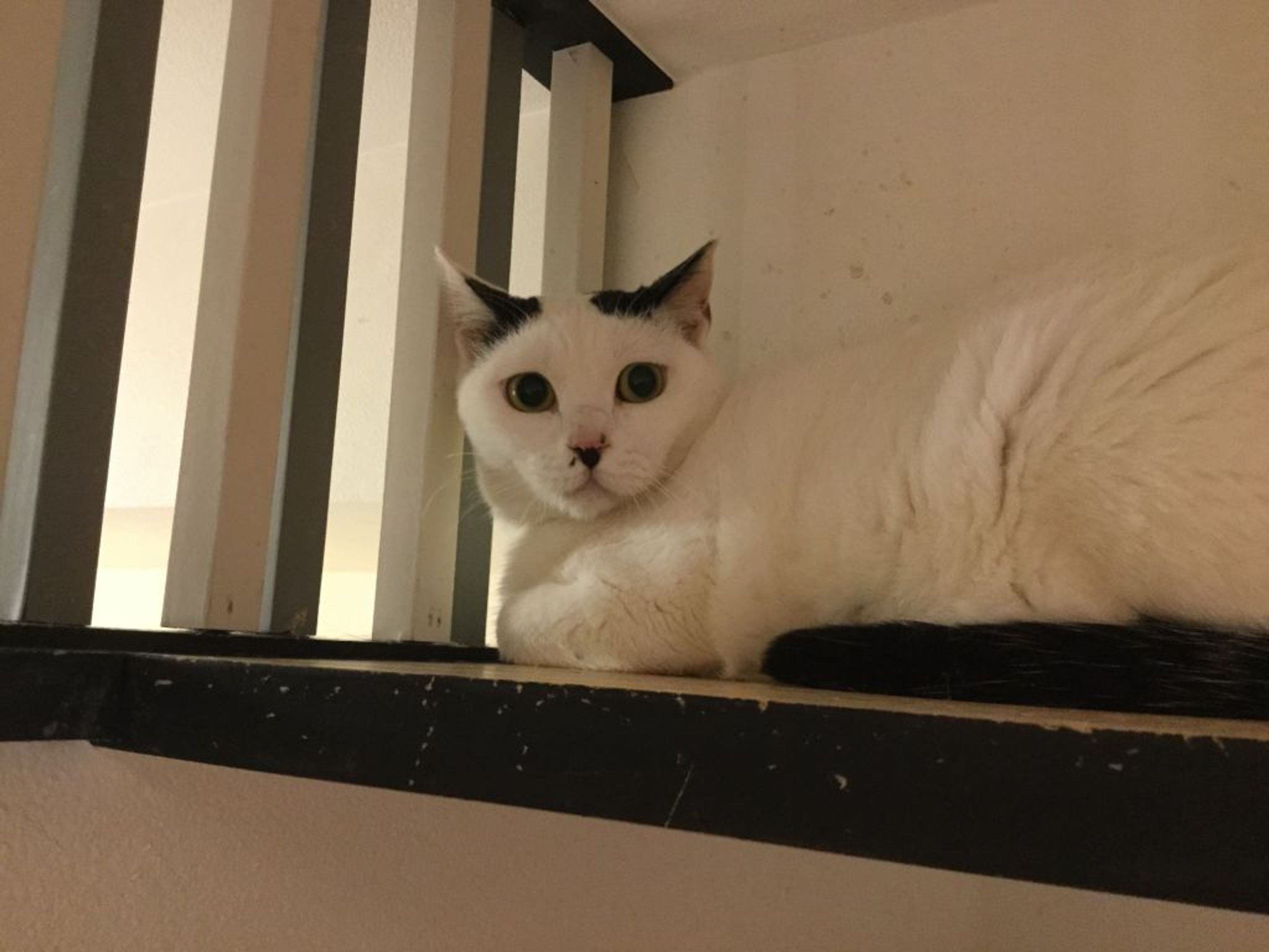 pet-image-2