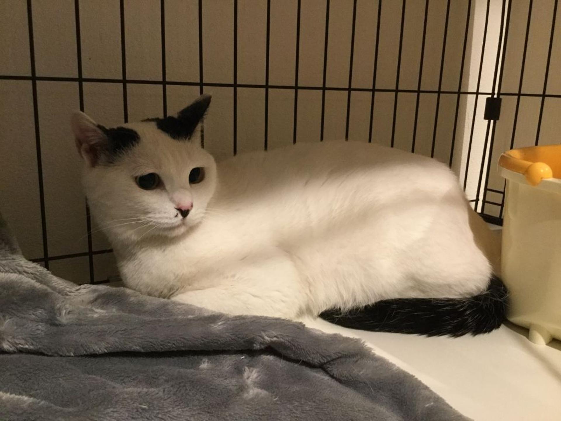 pet-image-3