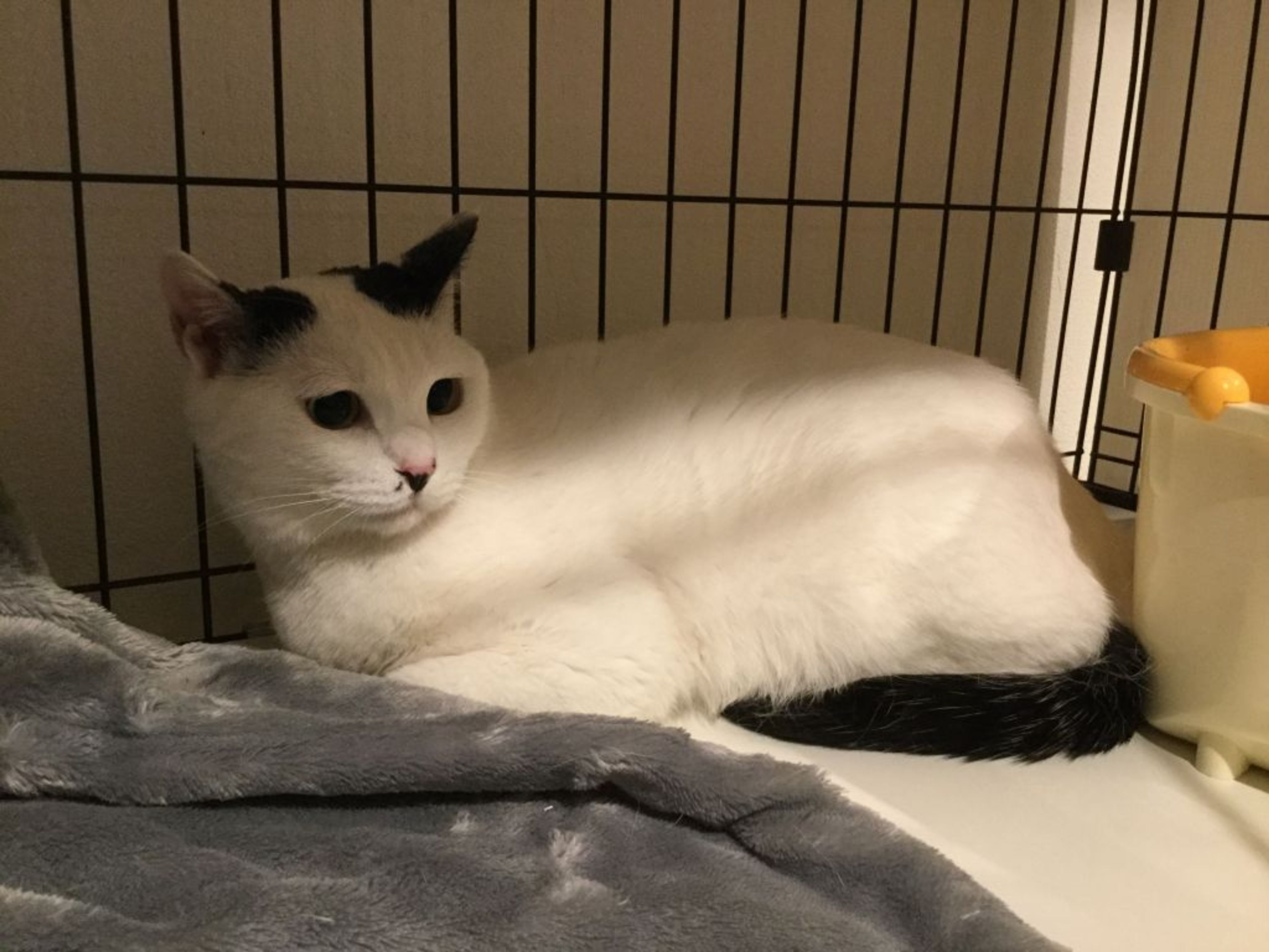 pet-image-3
