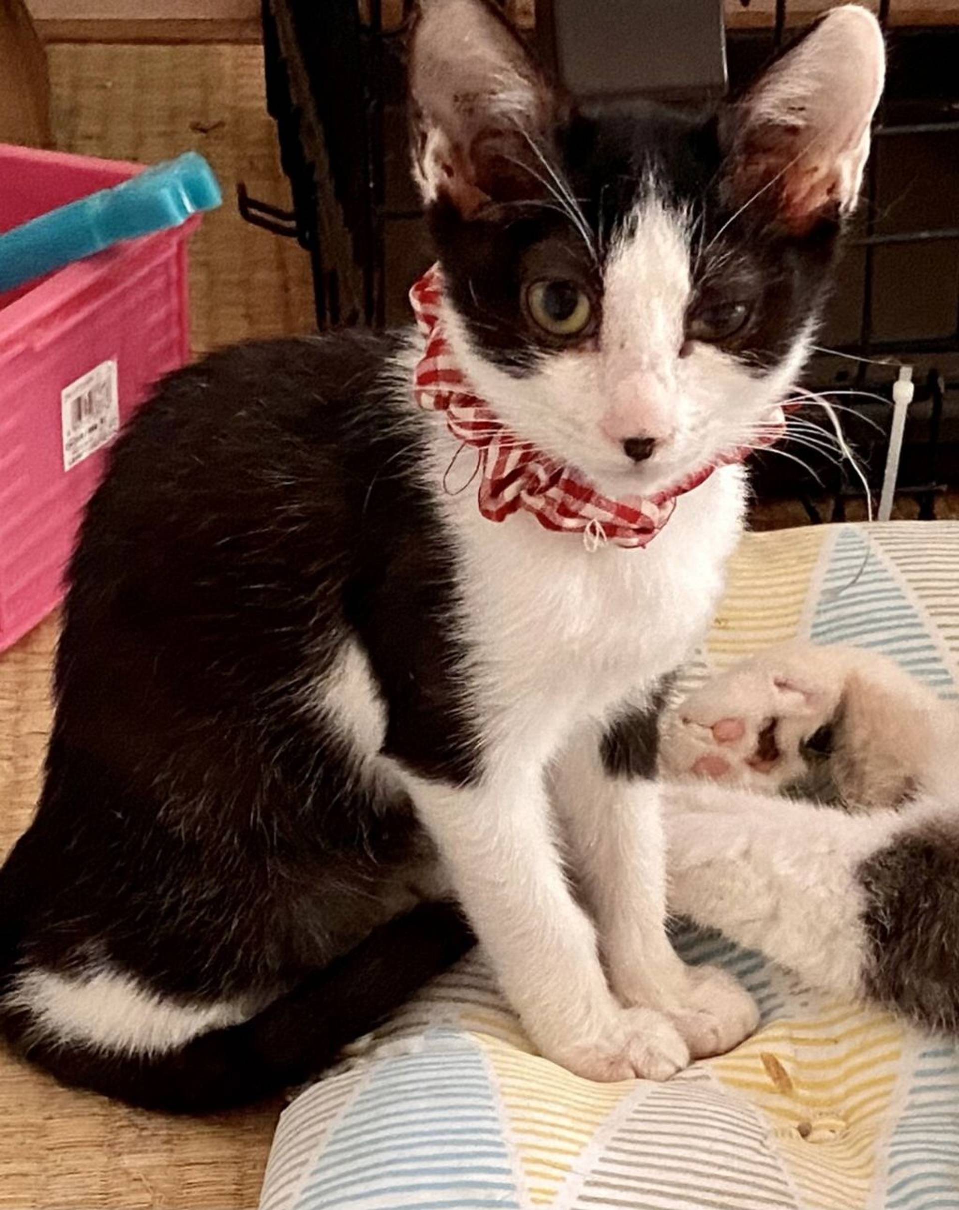 雑種（ミックス猫）・メスの里親募集の写真