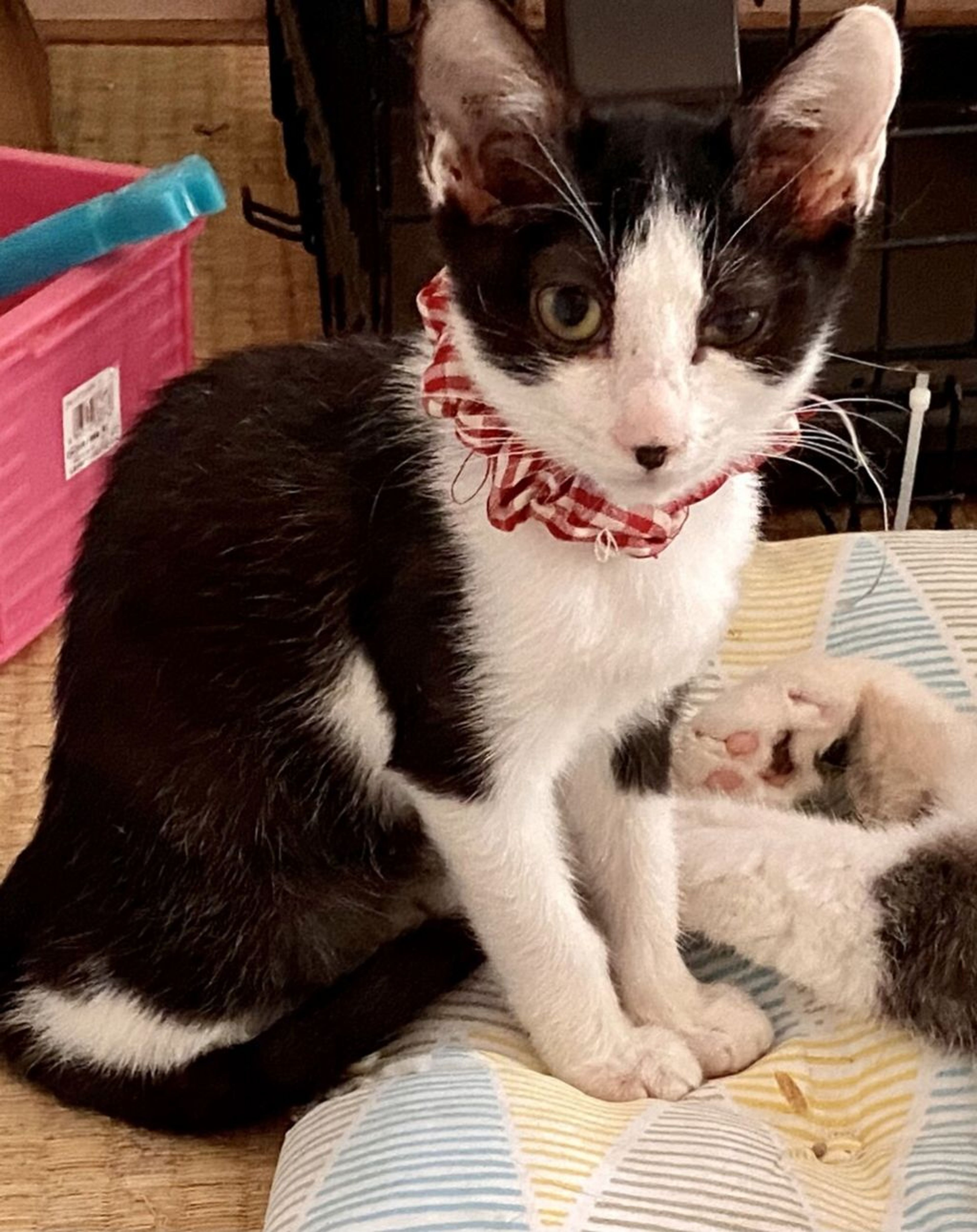 雑種（ミックス猫）・メスの里親募集の写真