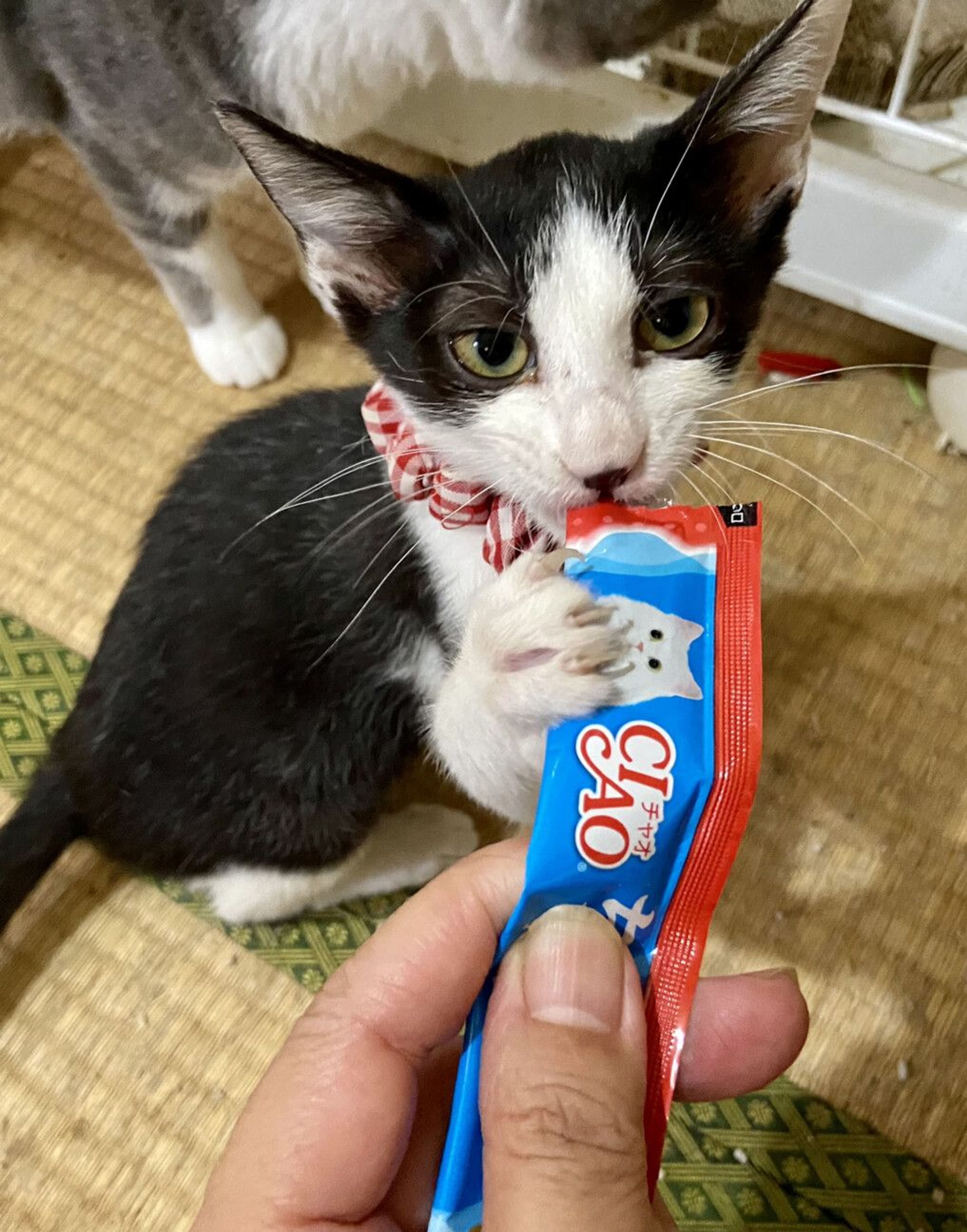 pet-image-3