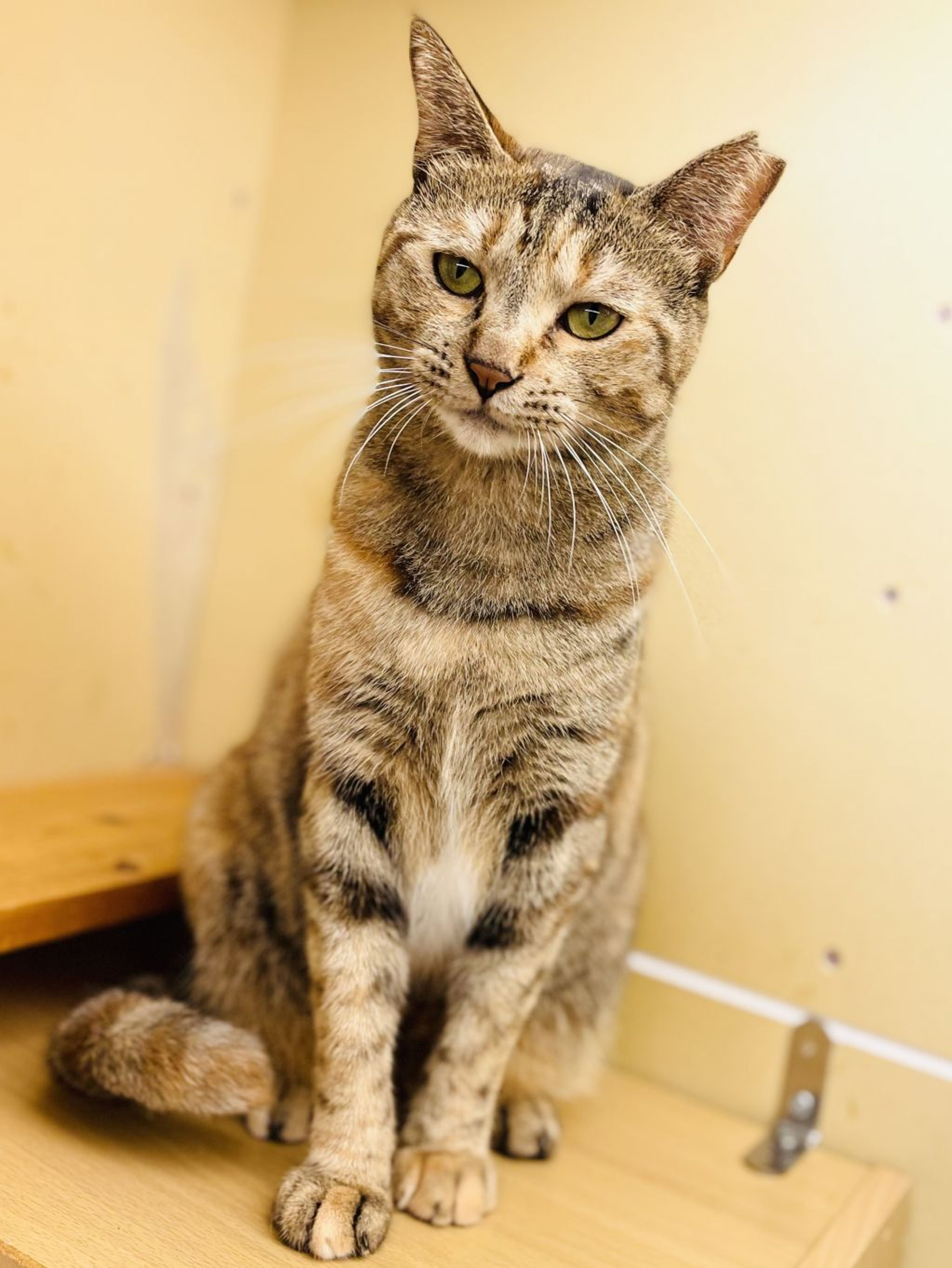 pet-image-3
