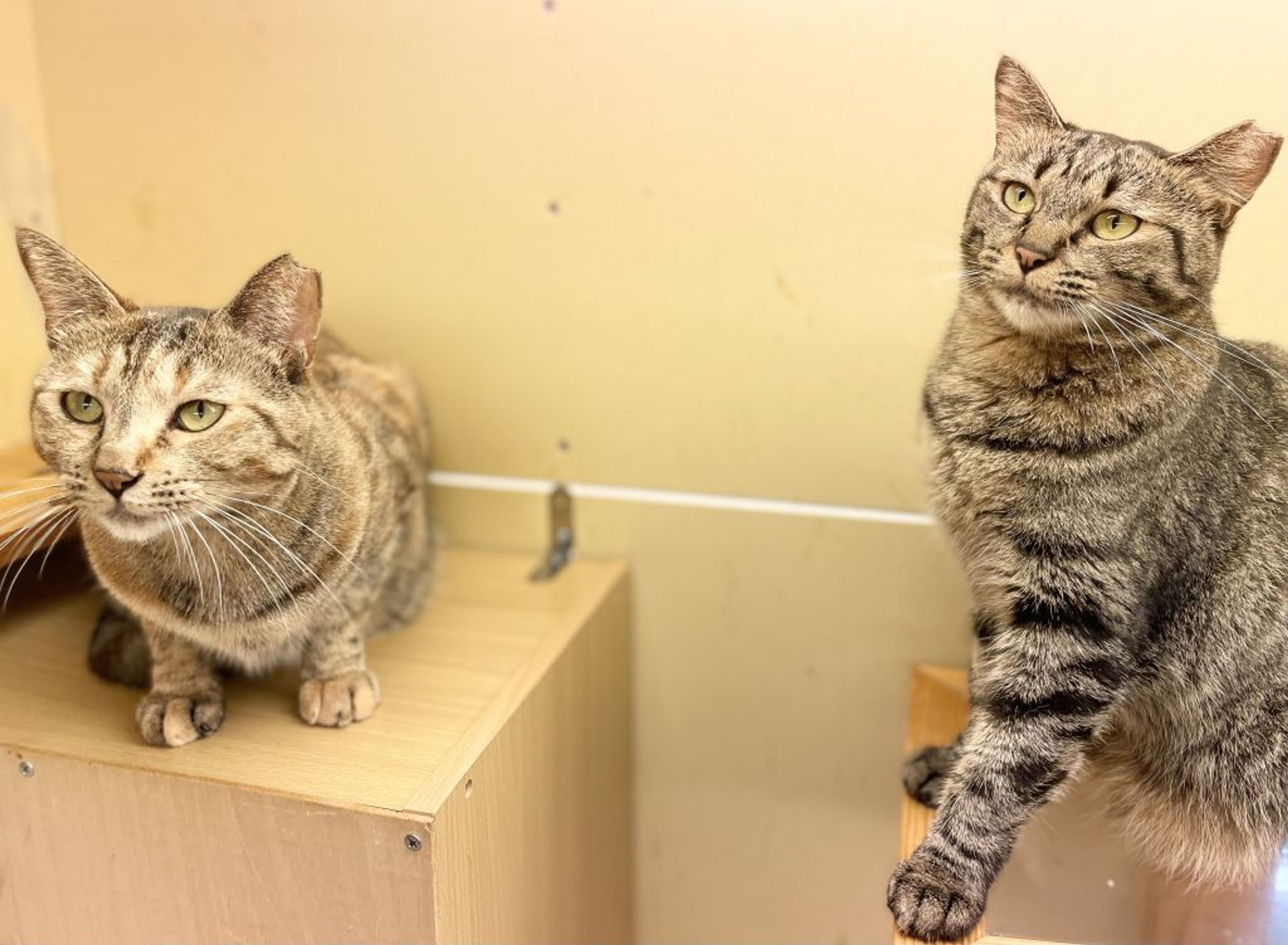 pet-image-5