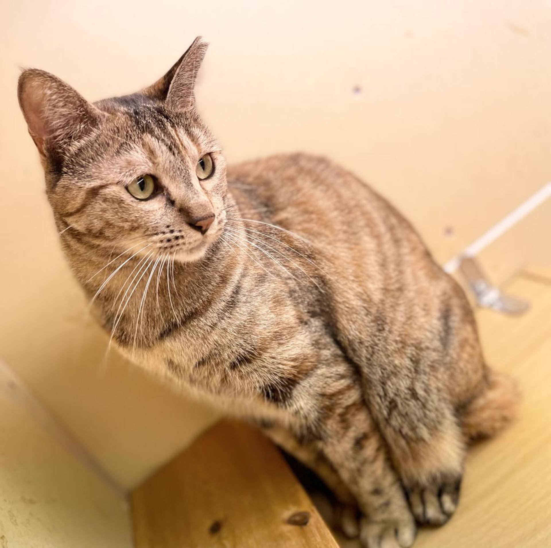 pet-image-6