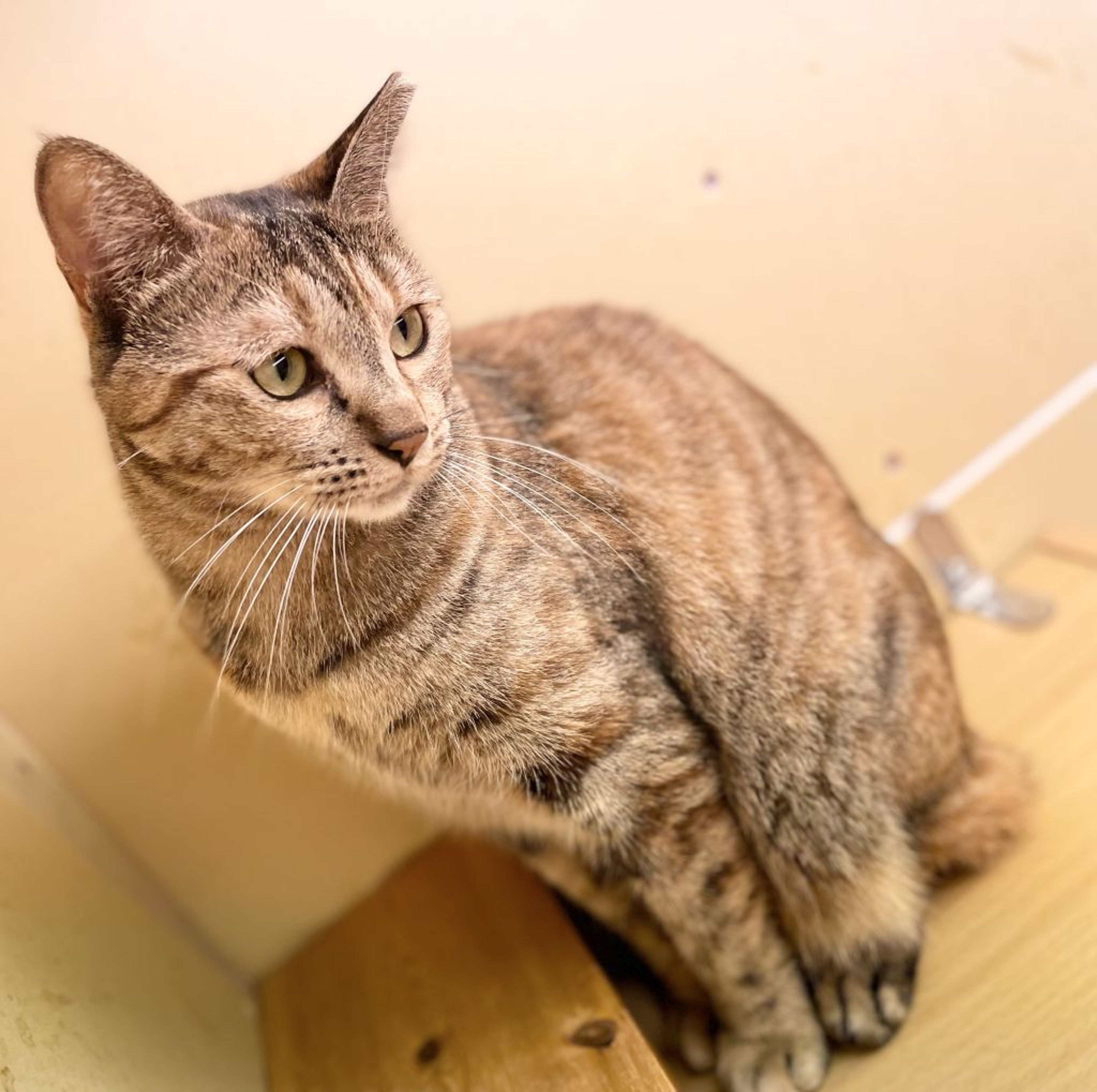 pet-image-6