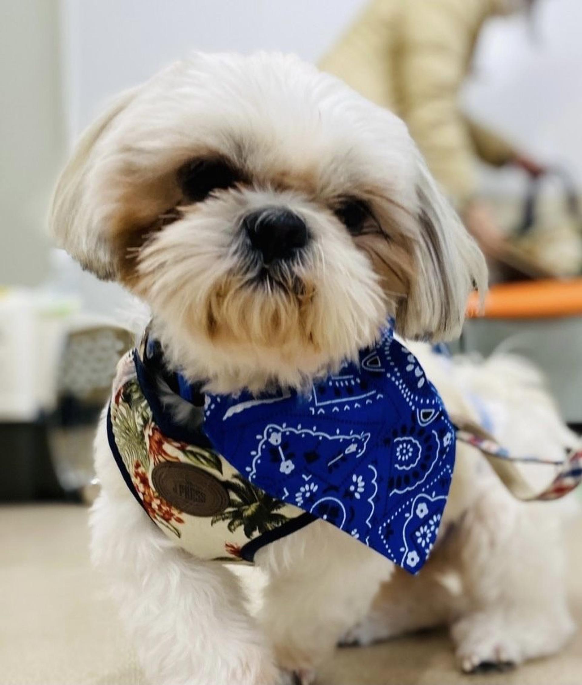 pet-image-4