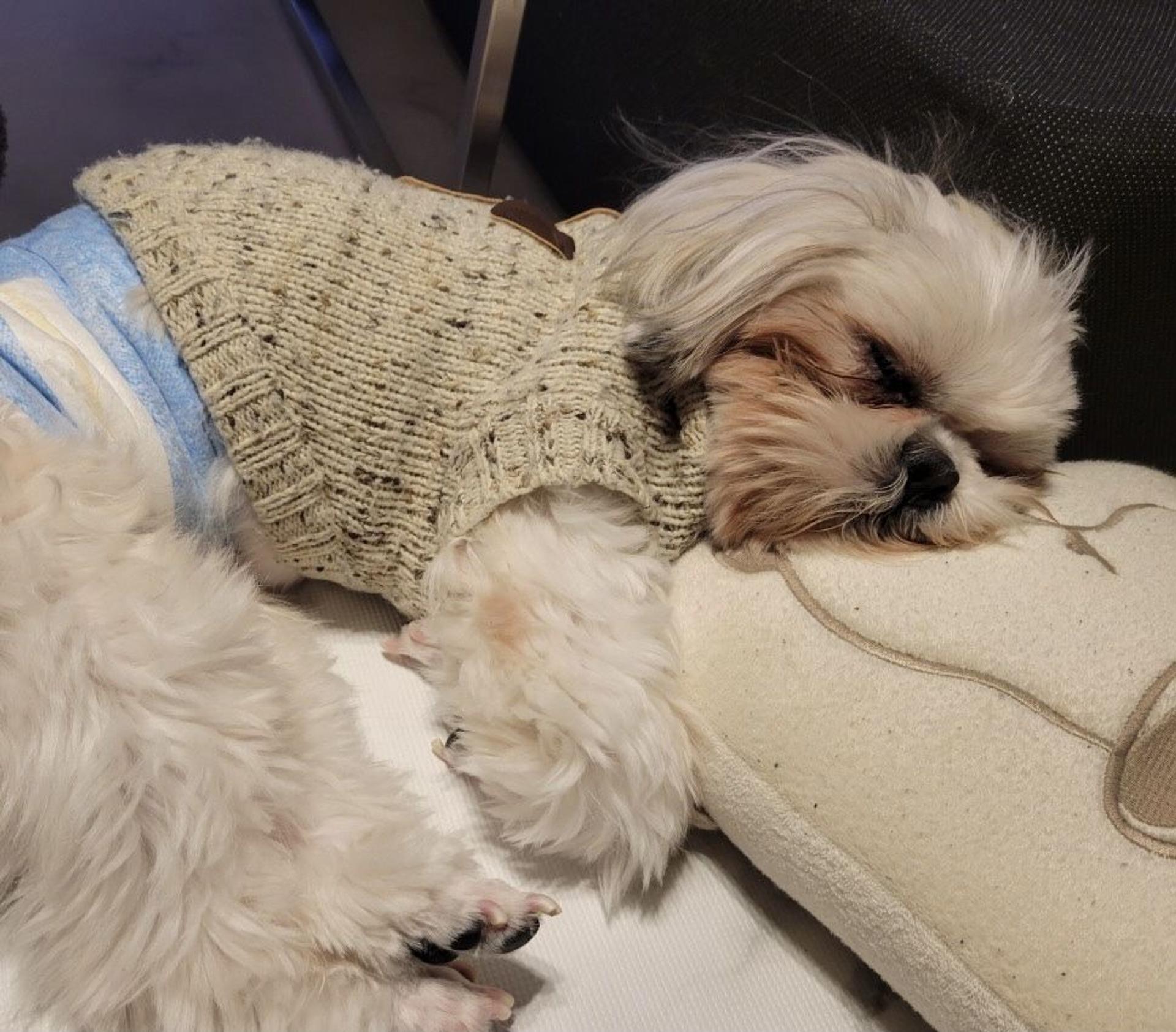 pet-image-6