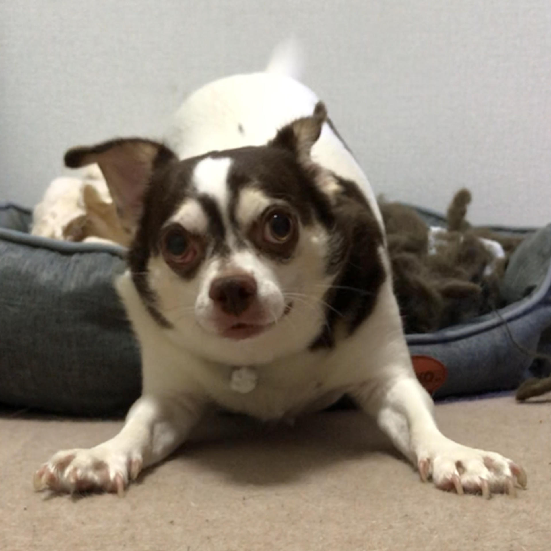 pet-image-3