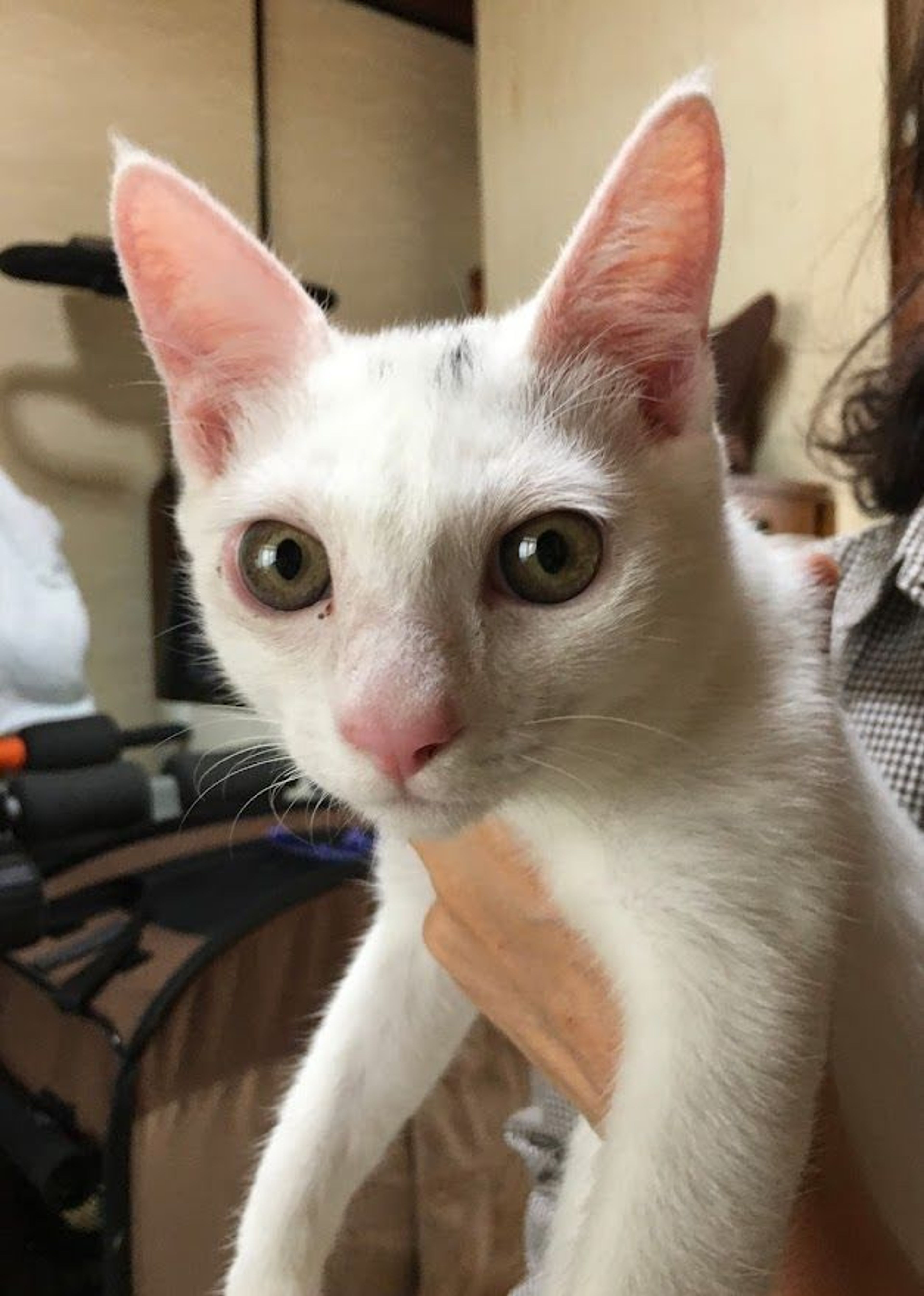 雑種（ミックス猫）・オスの里親募集の写真