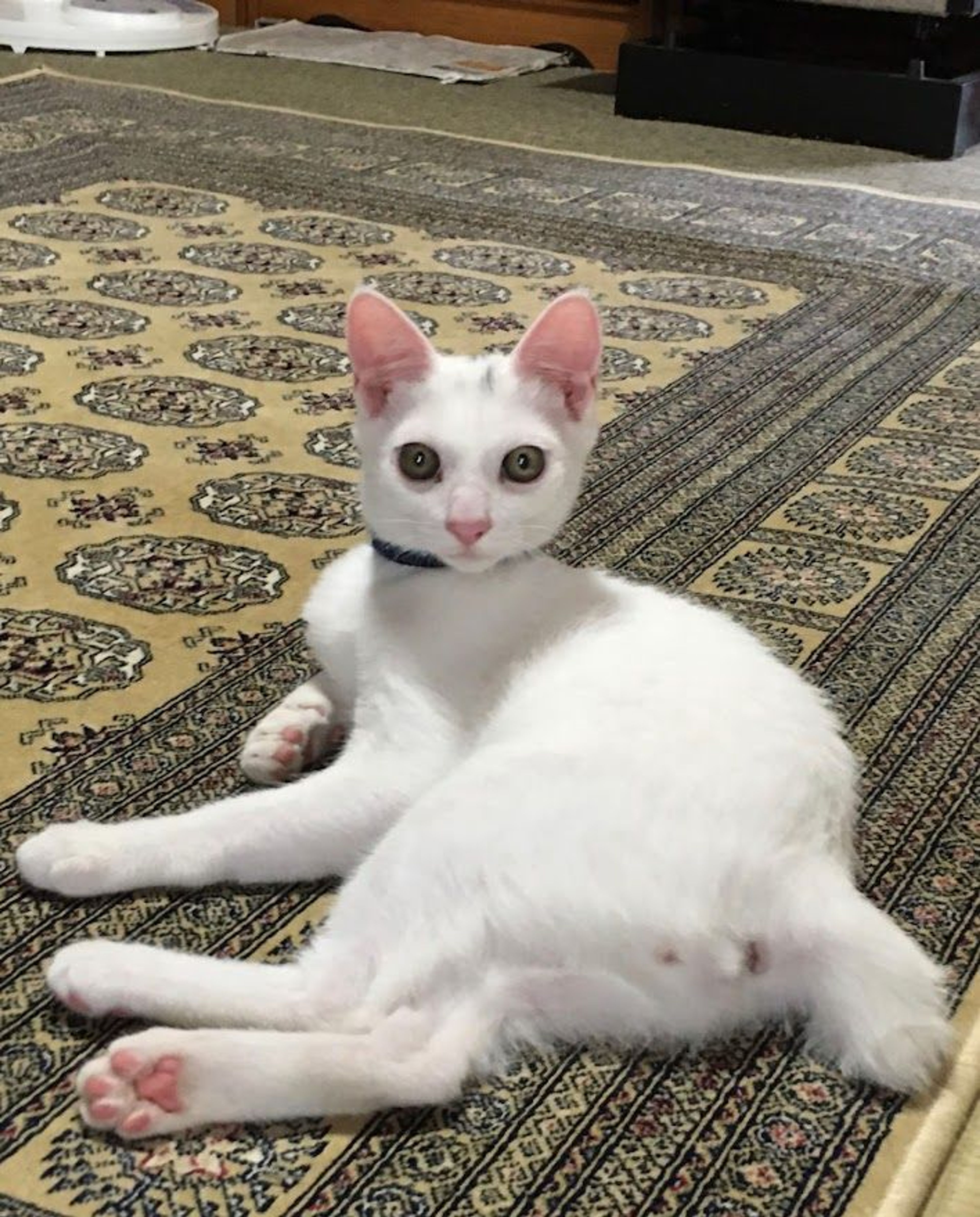 pet-image-3