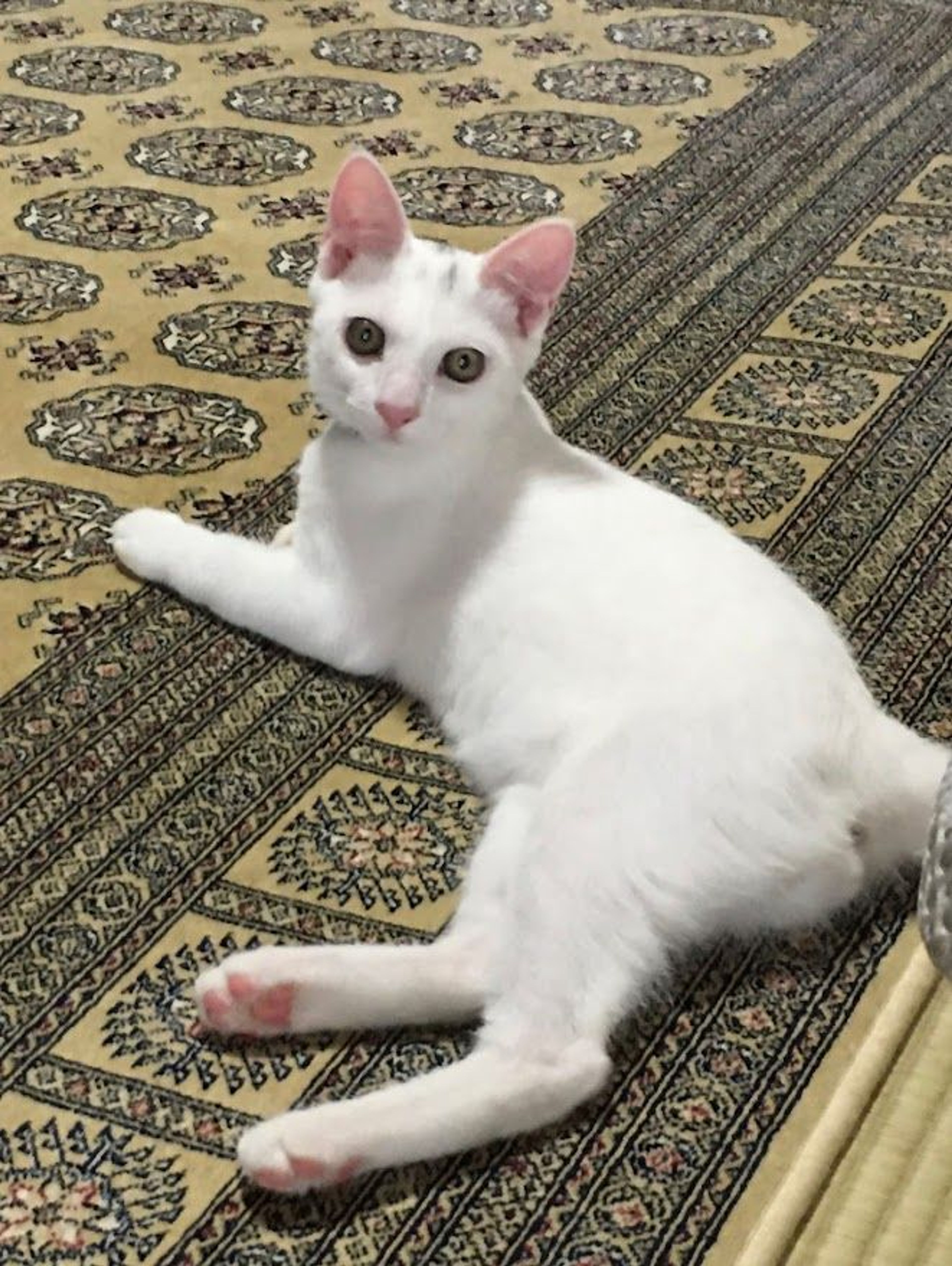pet-image-4