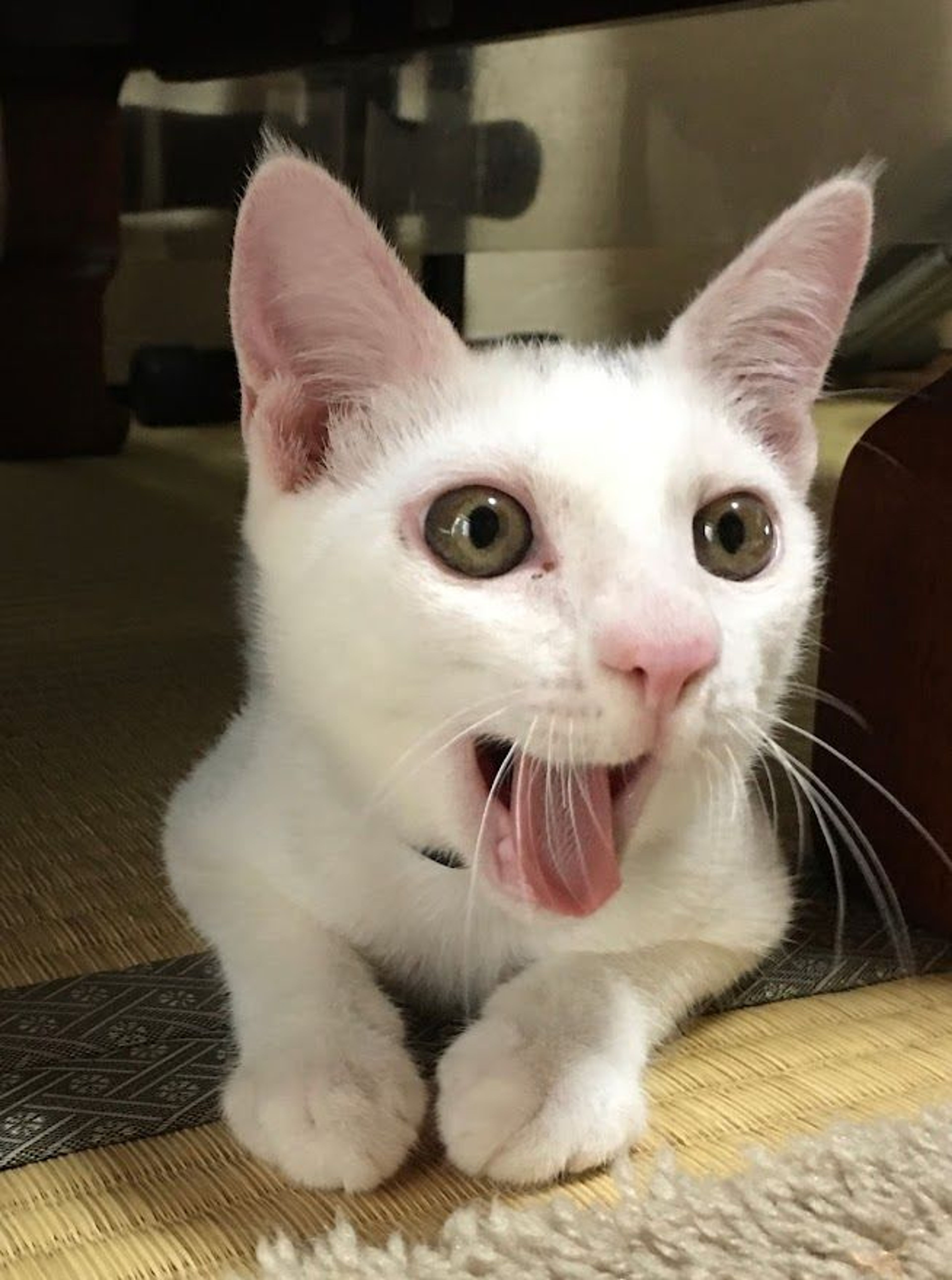 pet-image-5