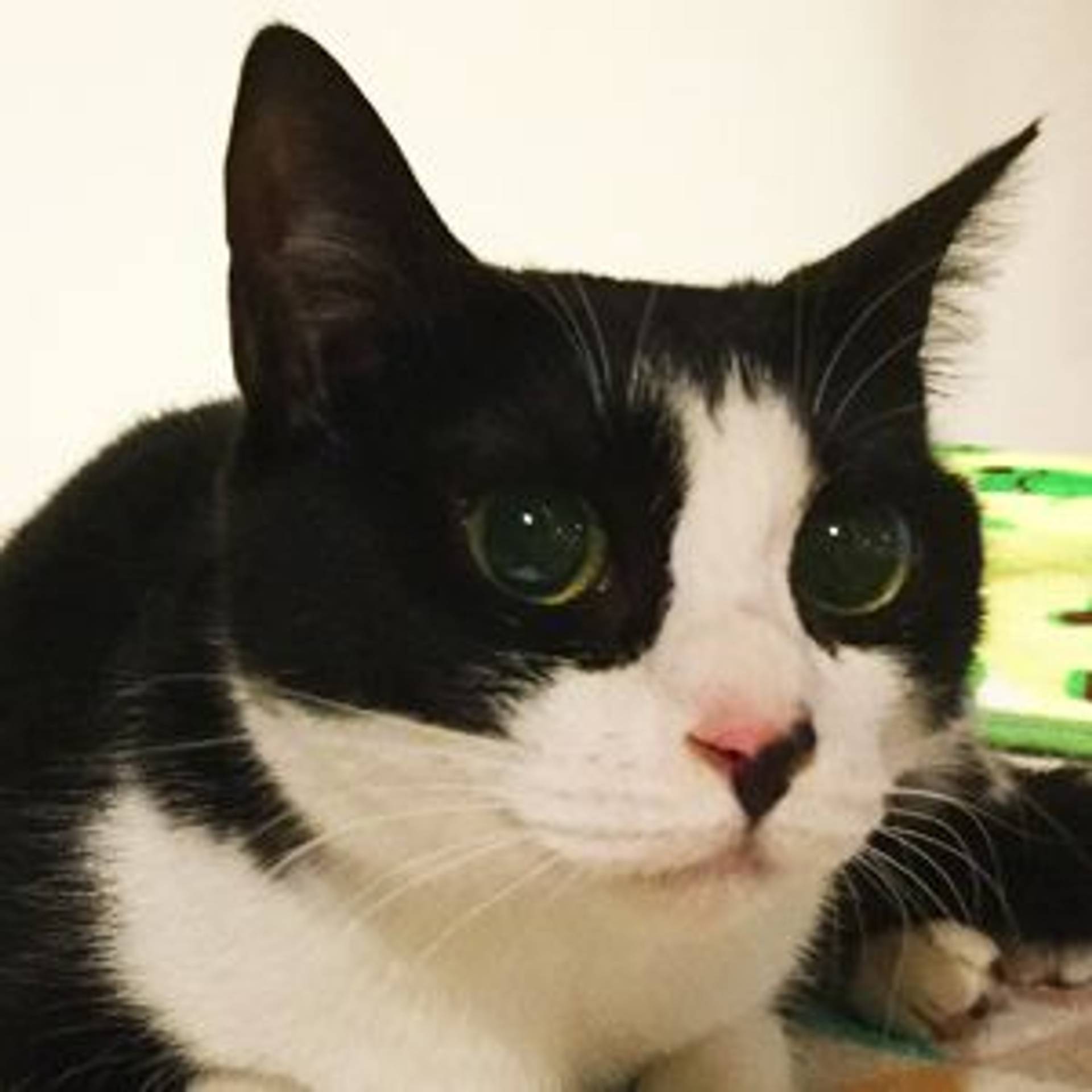 雑種（ミックス猫）・メスの里親募集の写真