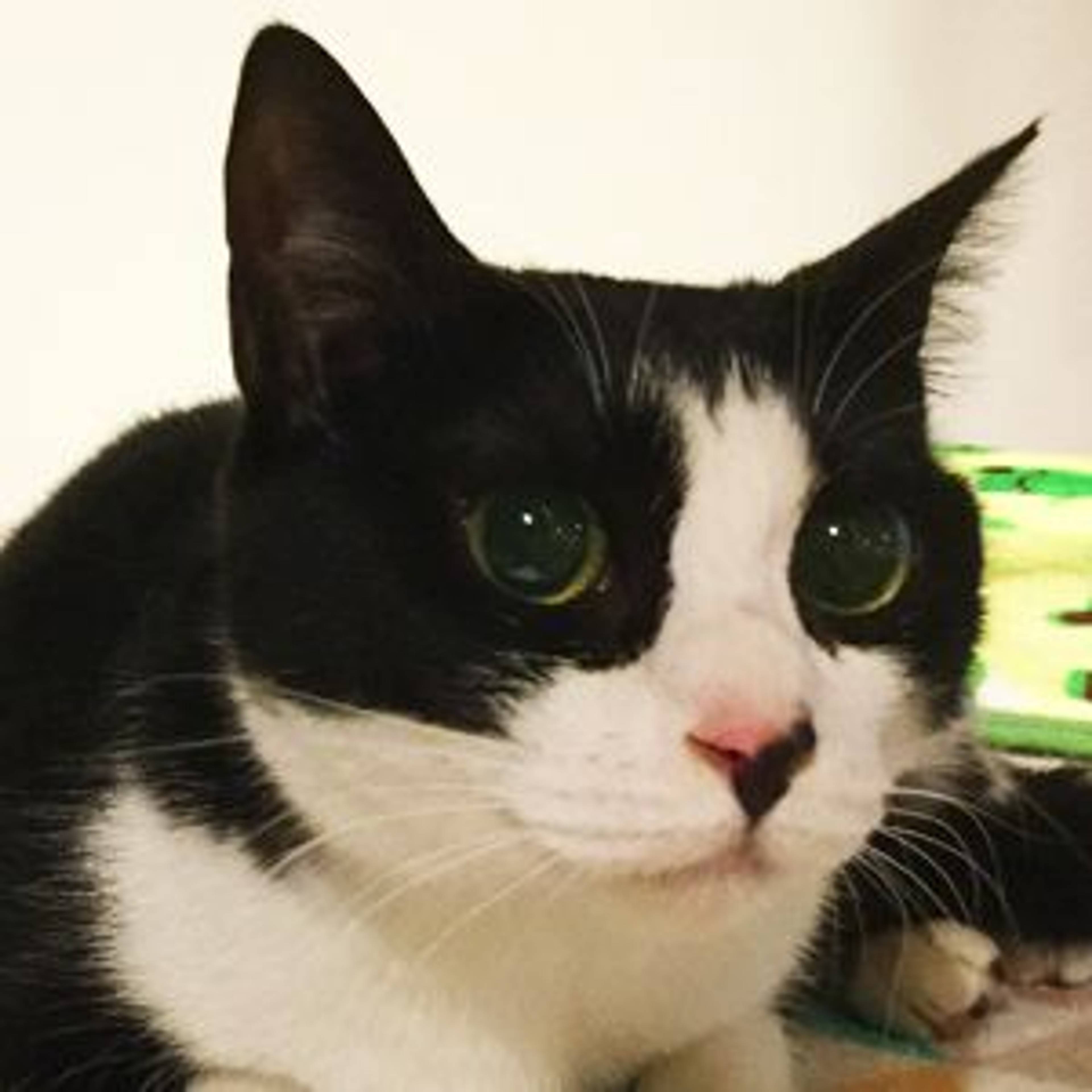 雑種（ミックス猫）・メスの里親募集の写真