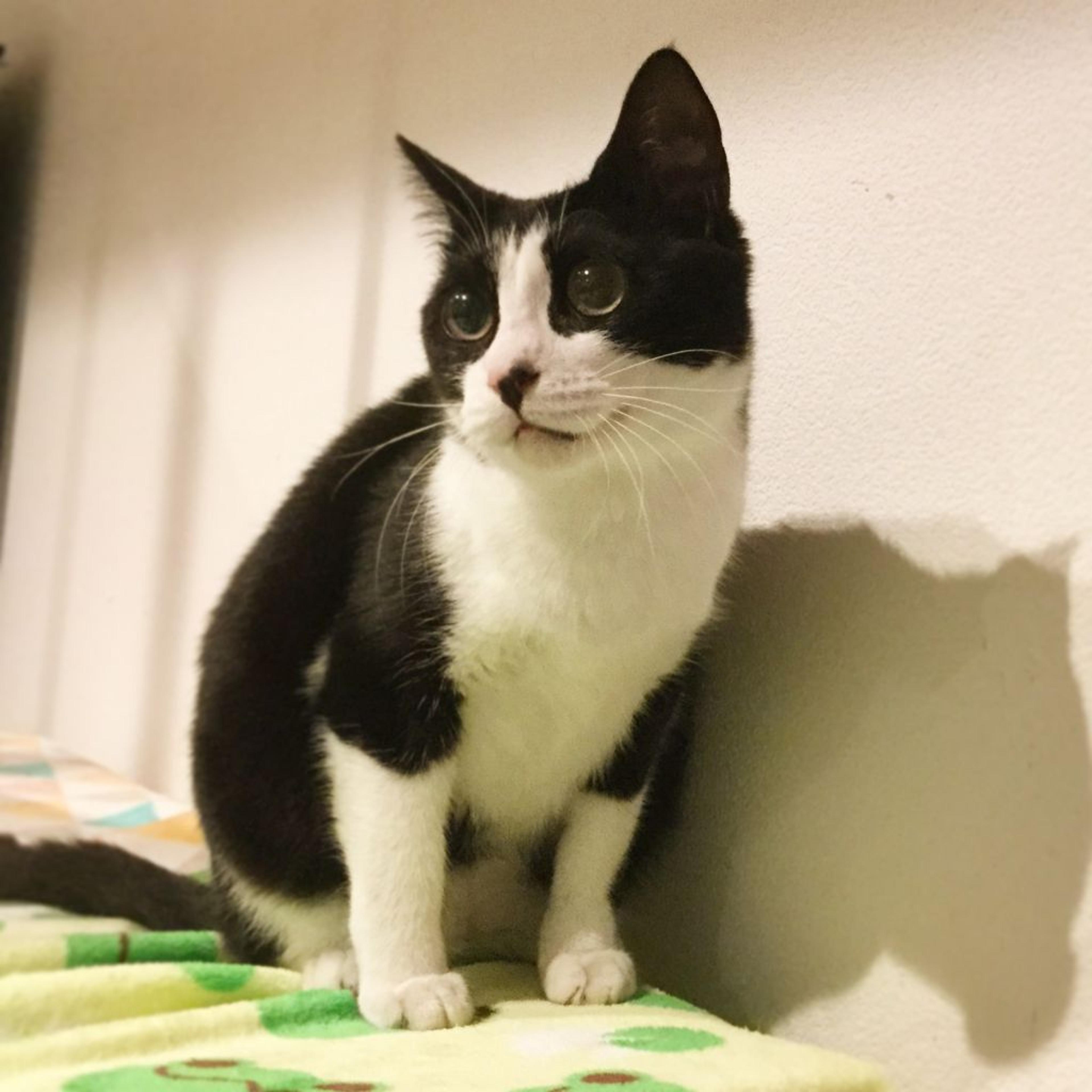 pet-image-2