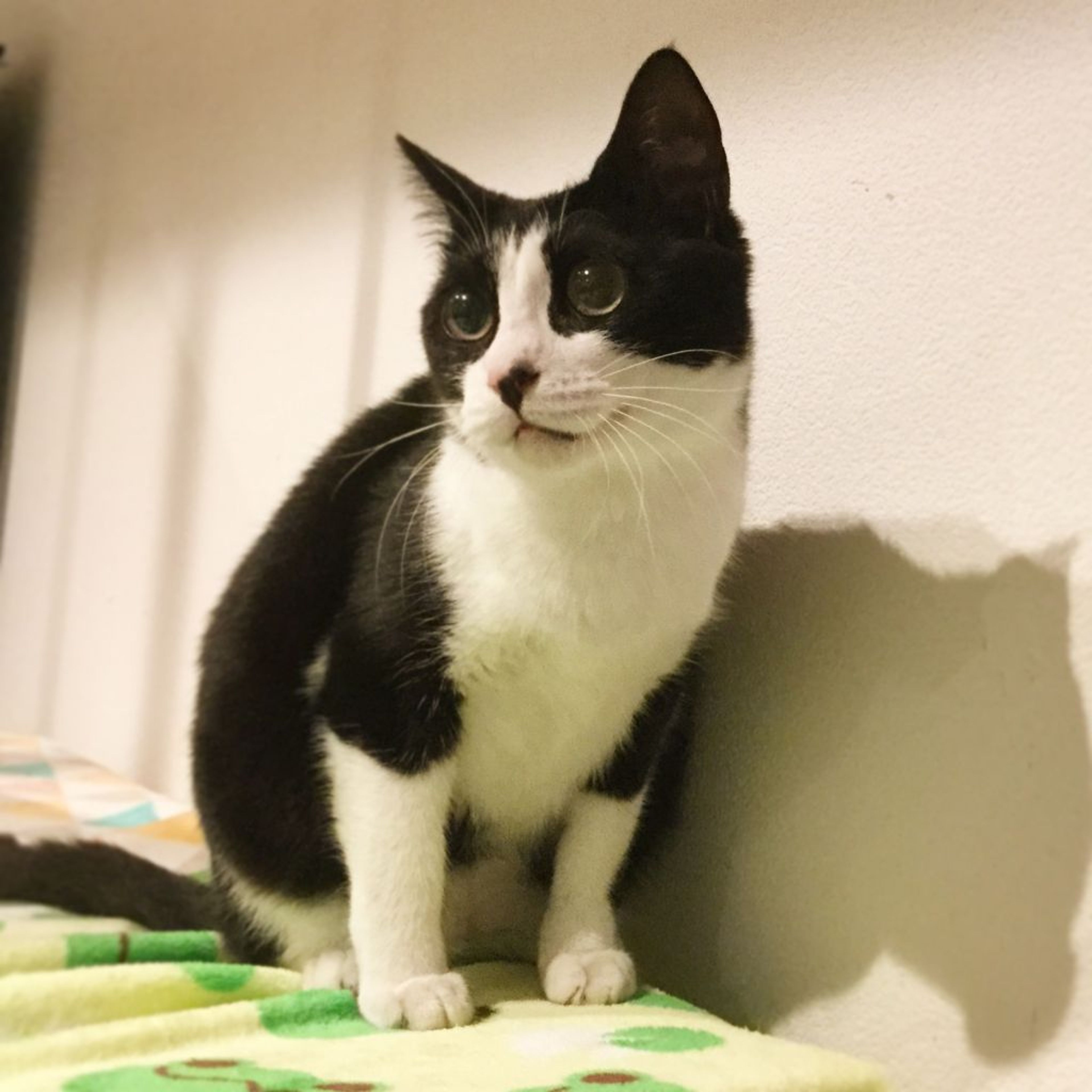 pet-image-2