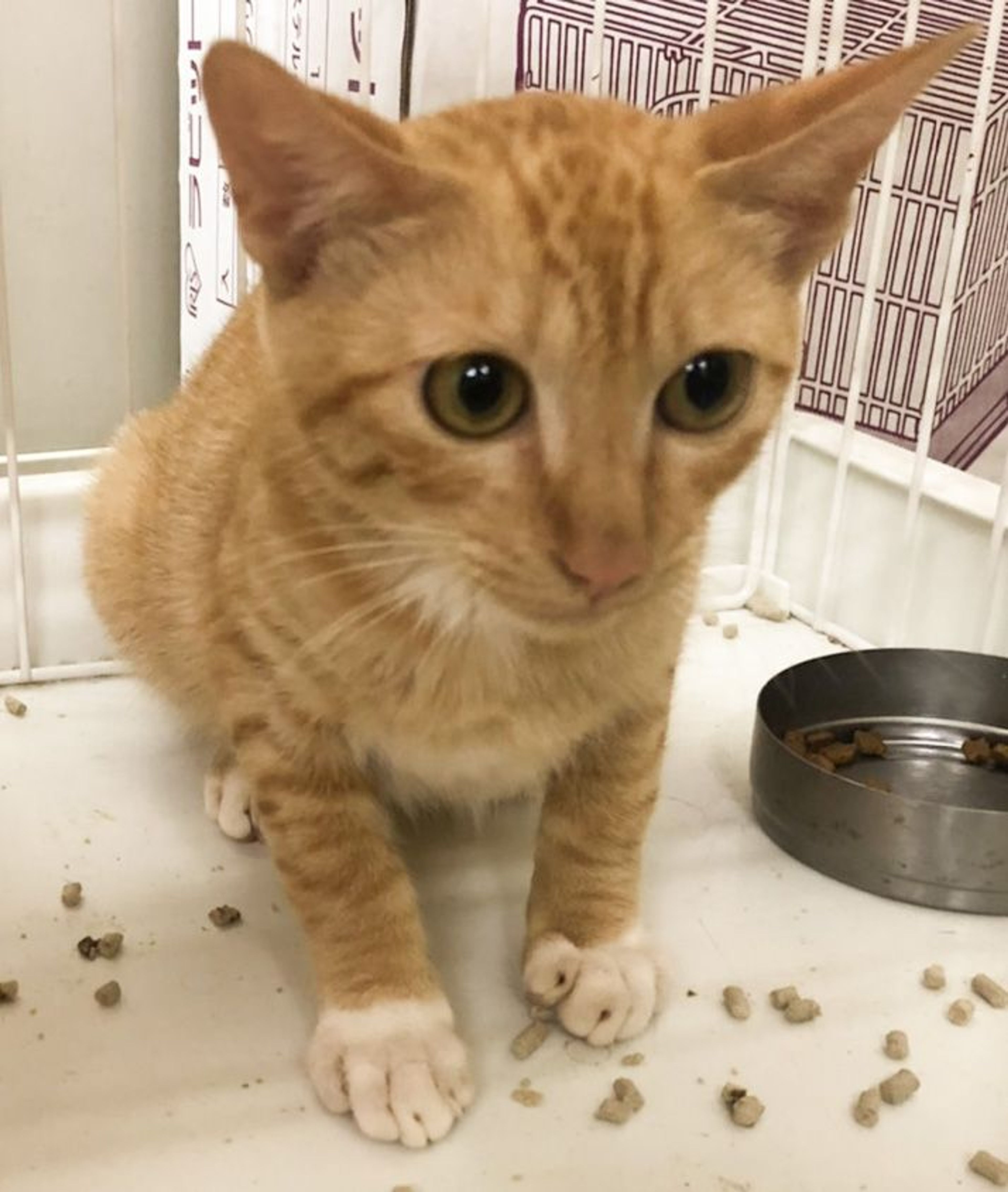 pet-image-3