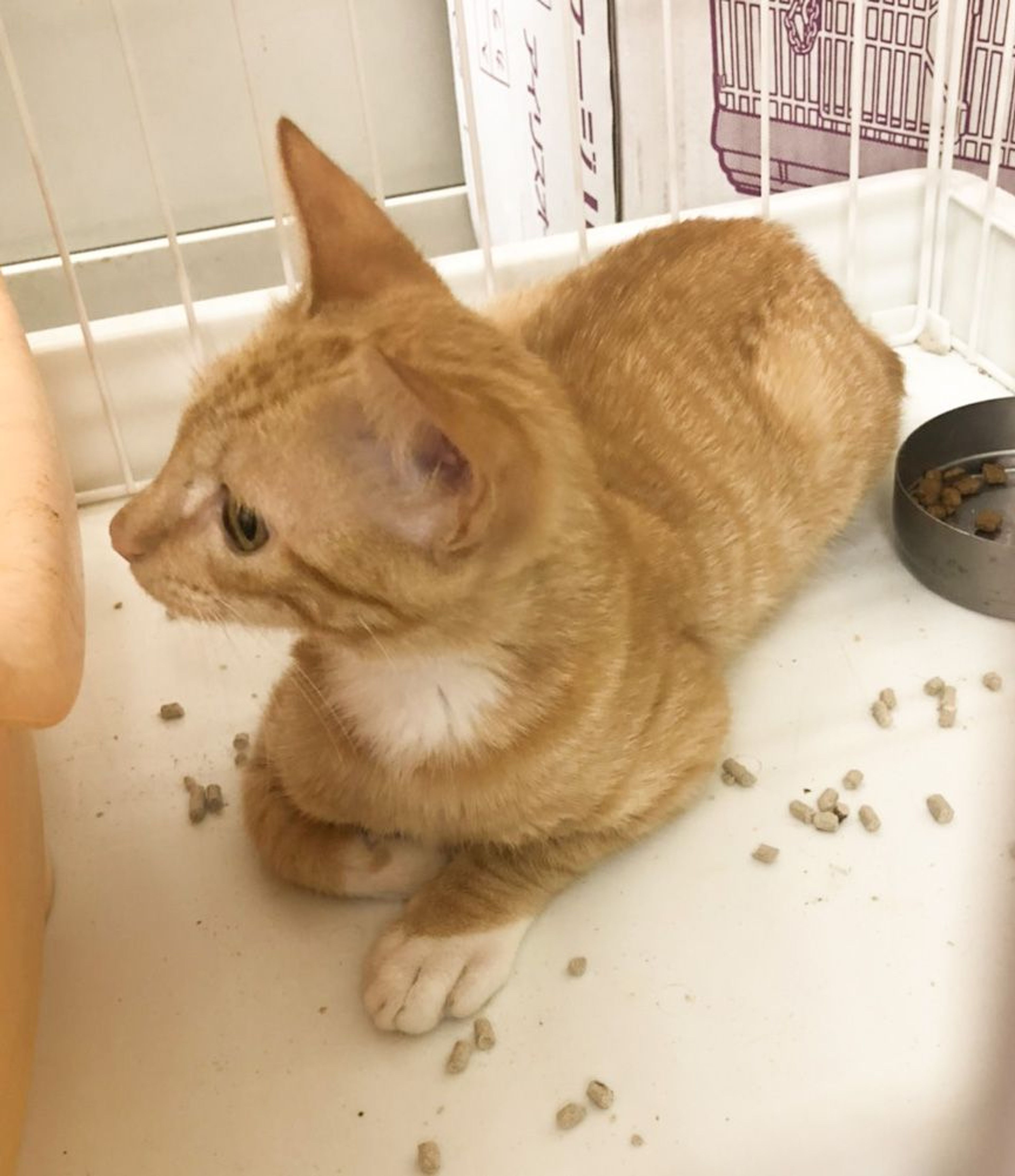 pet-image-4