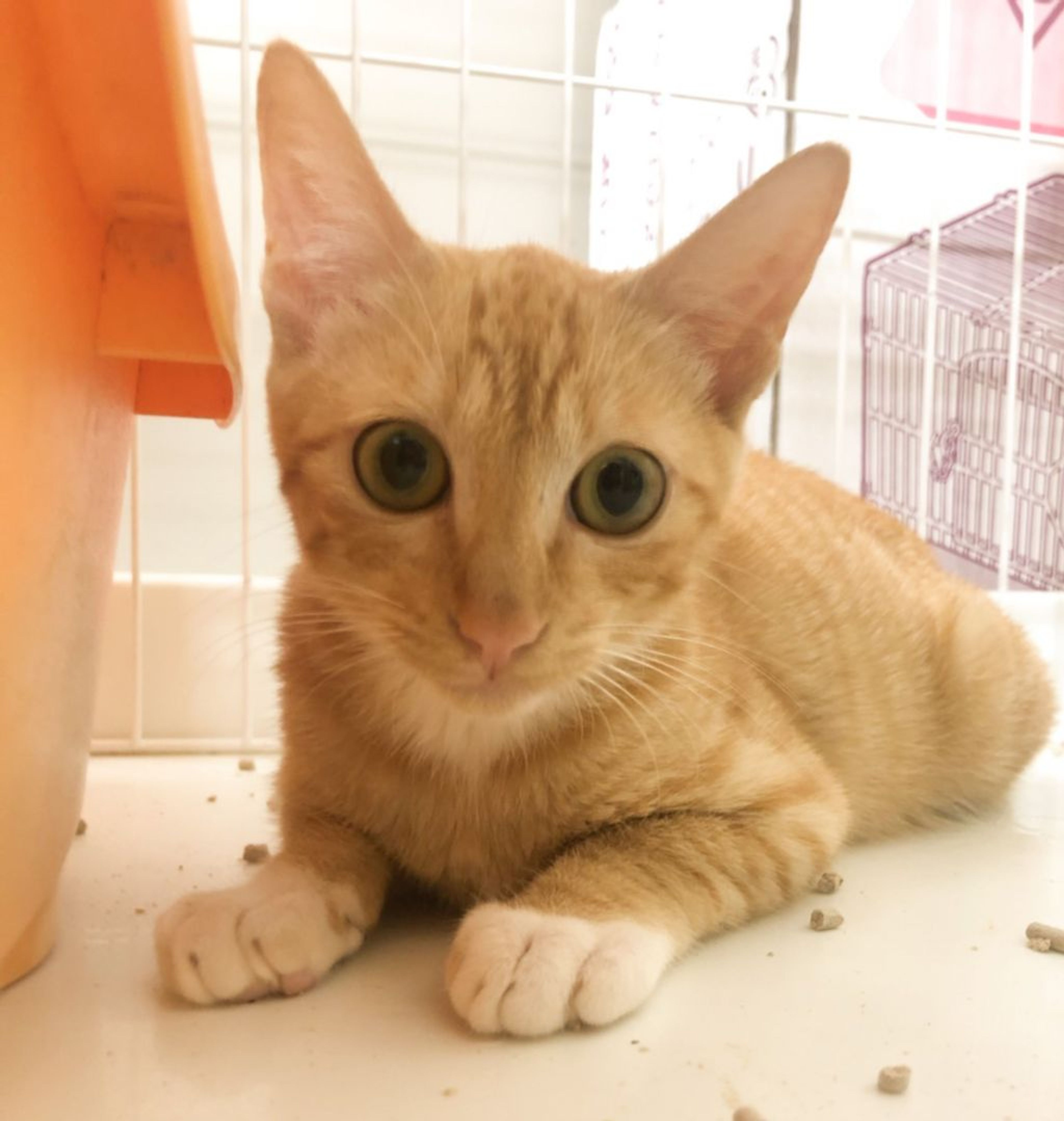 pet-image-6