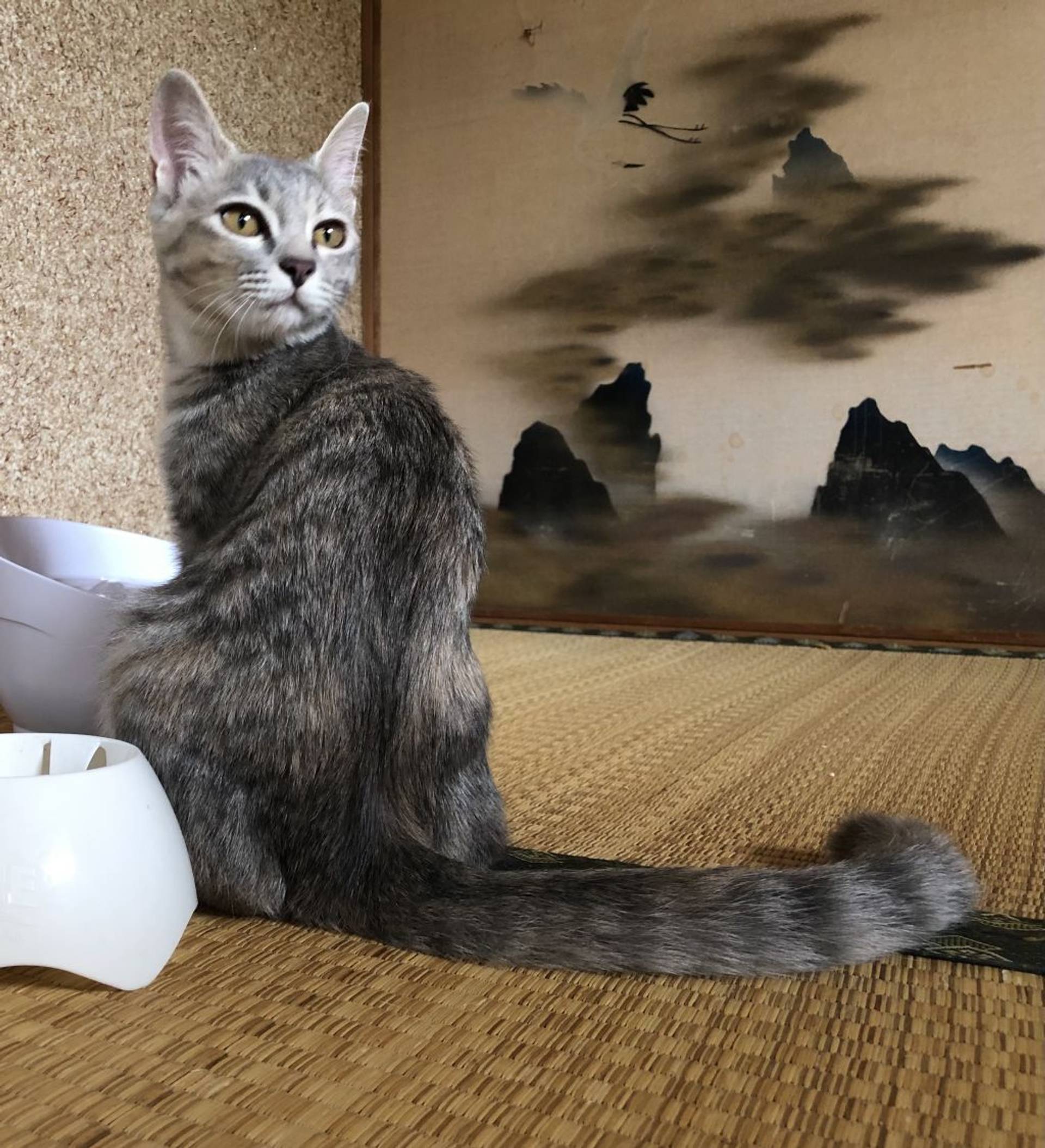 雑種（ミックス猫）・メスの里親募集の写真