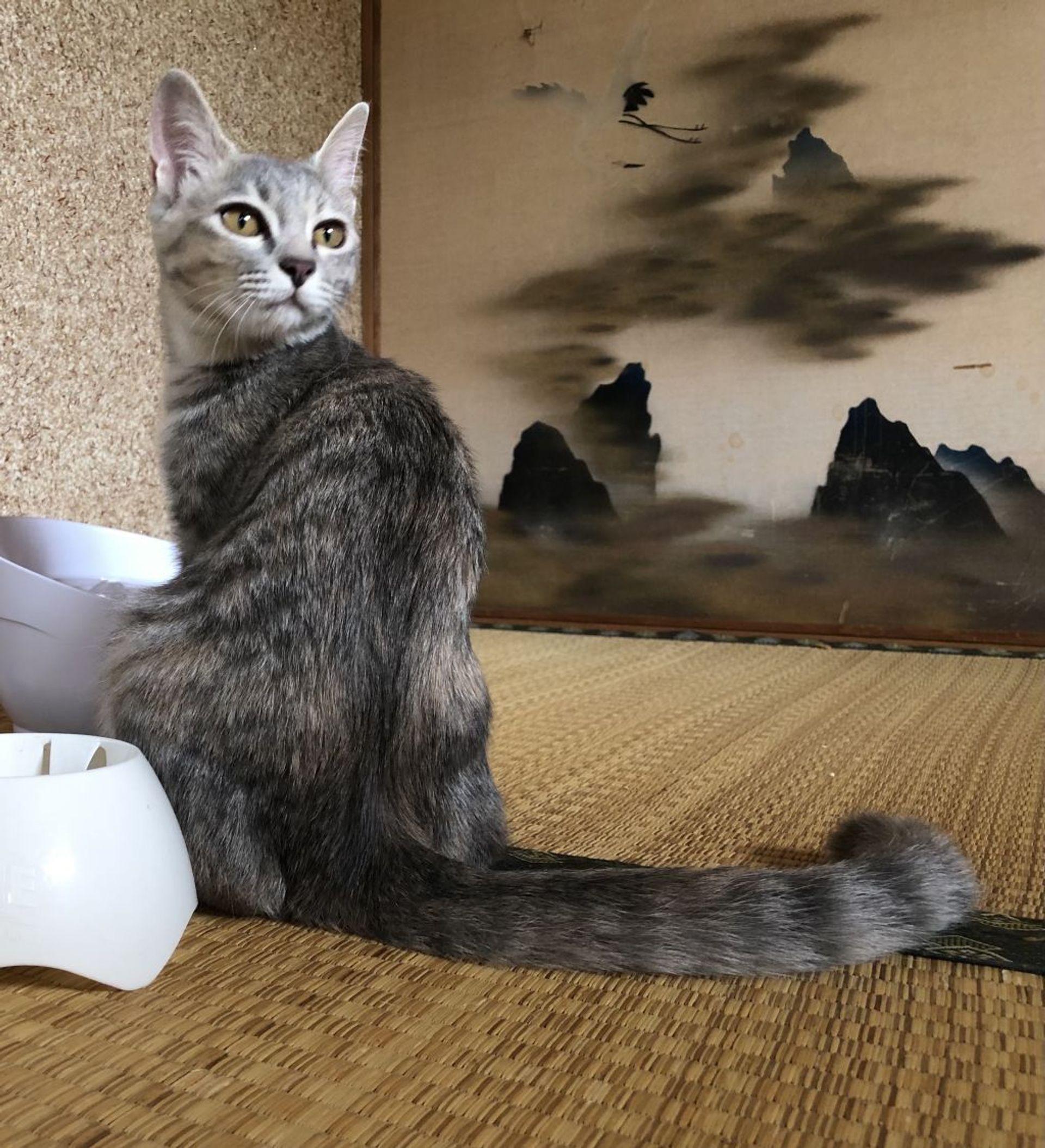 雑種（ミックス猫）・メスの里親募集の写真