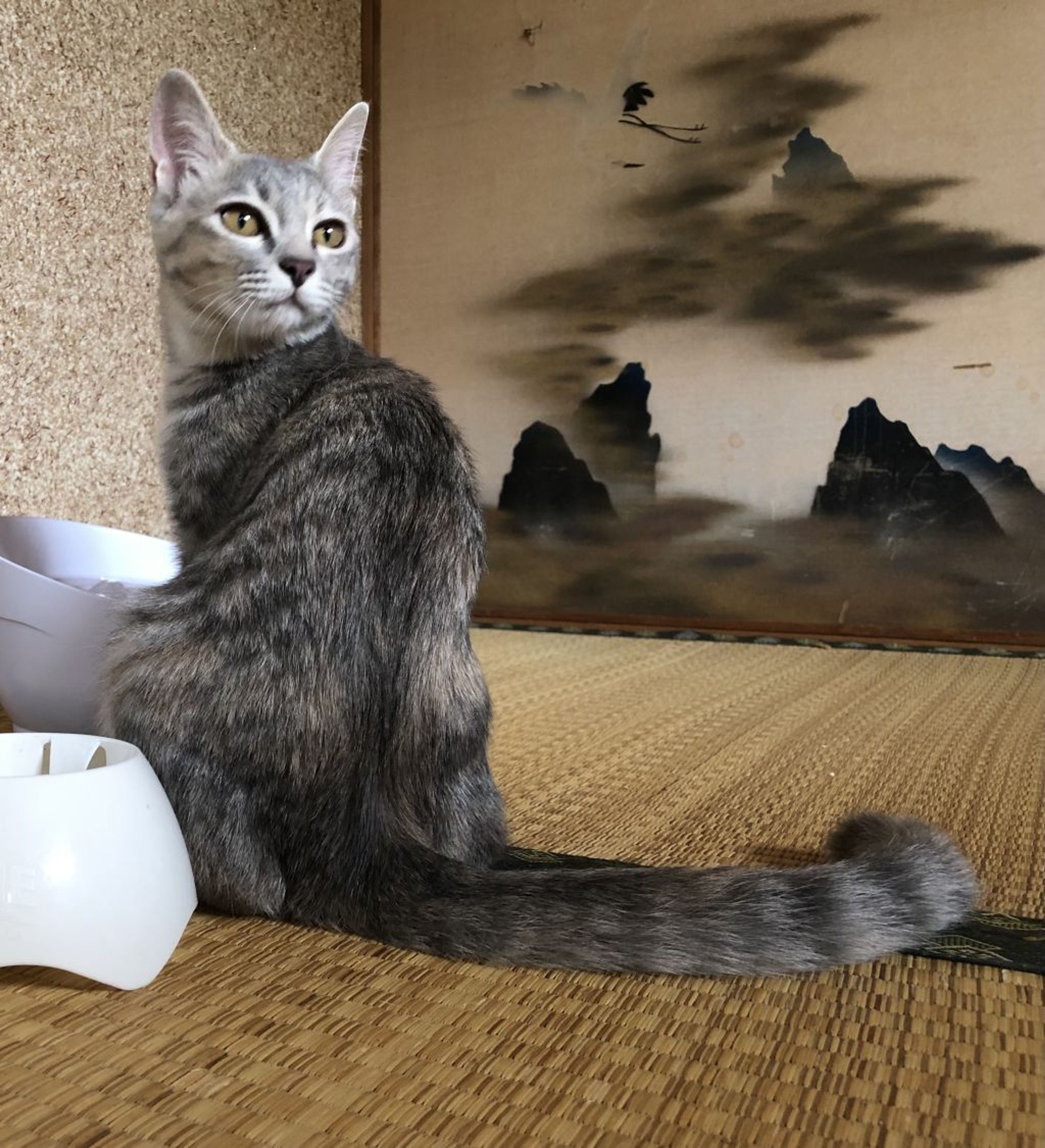 雑種（ミックス猫）・メスの里親募集の写真