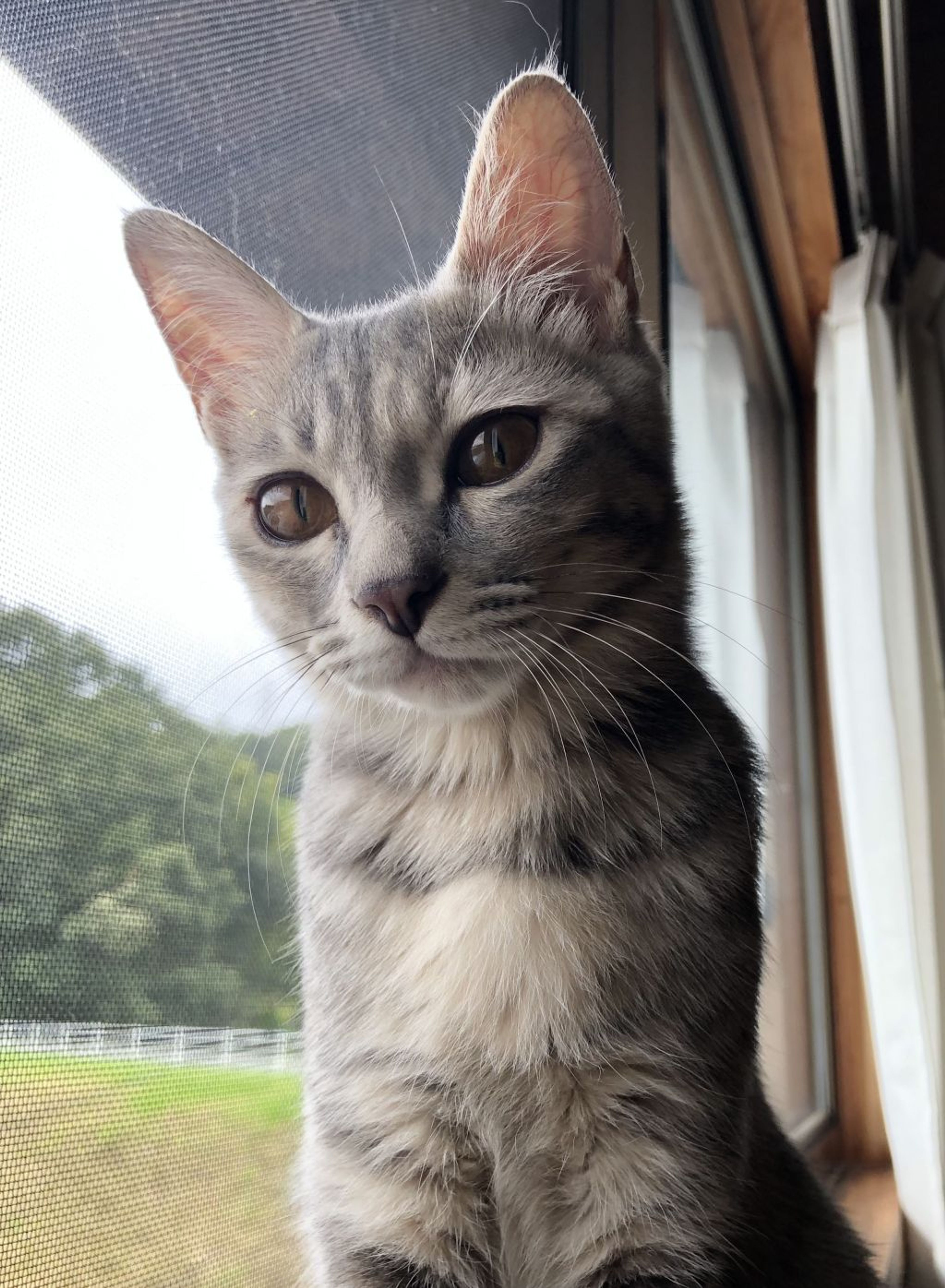 pet-image-2