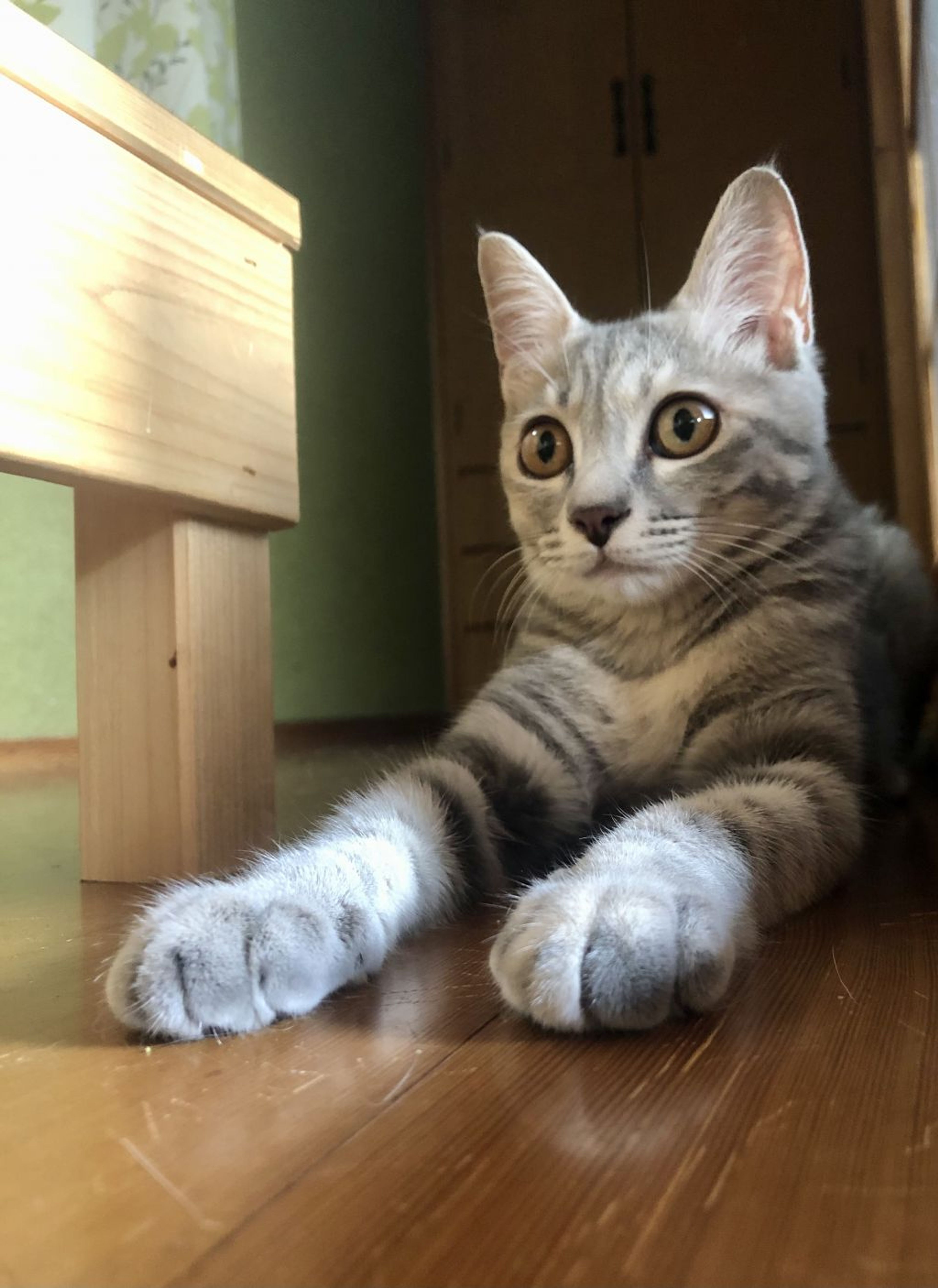 pet-image-3