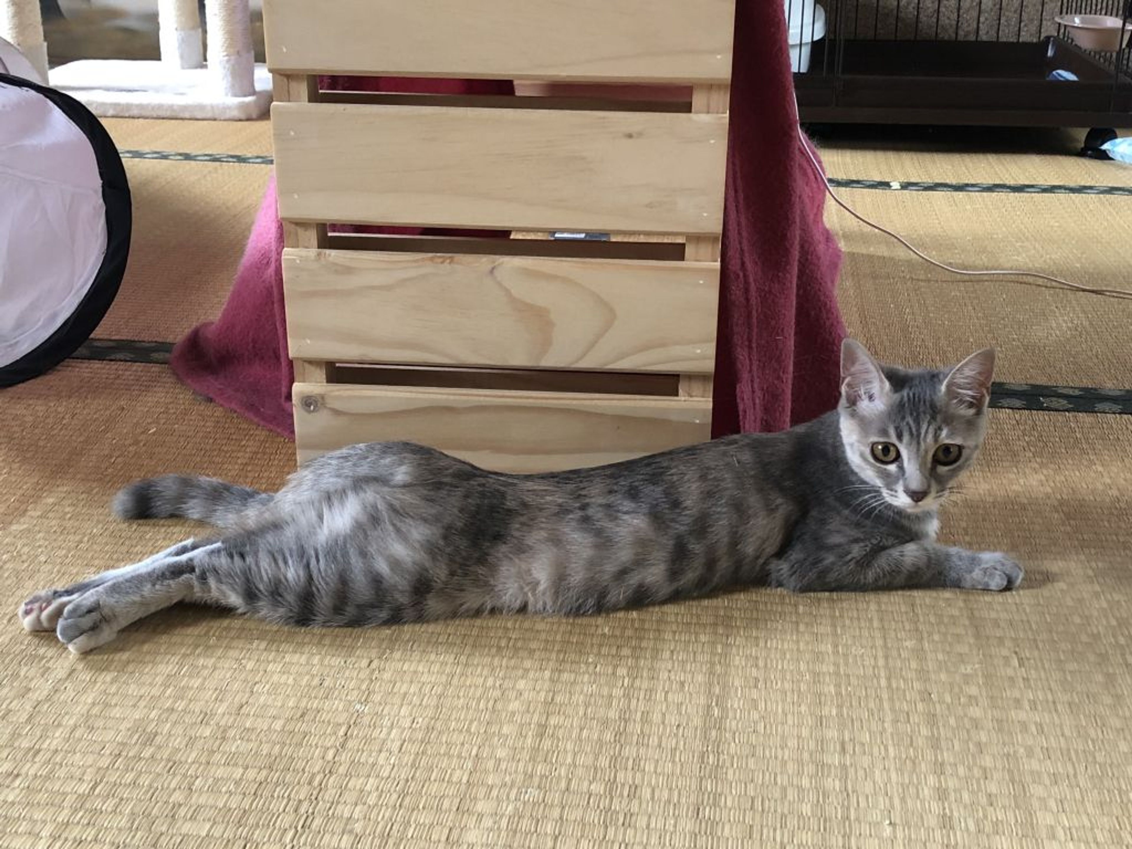 pet-image-4