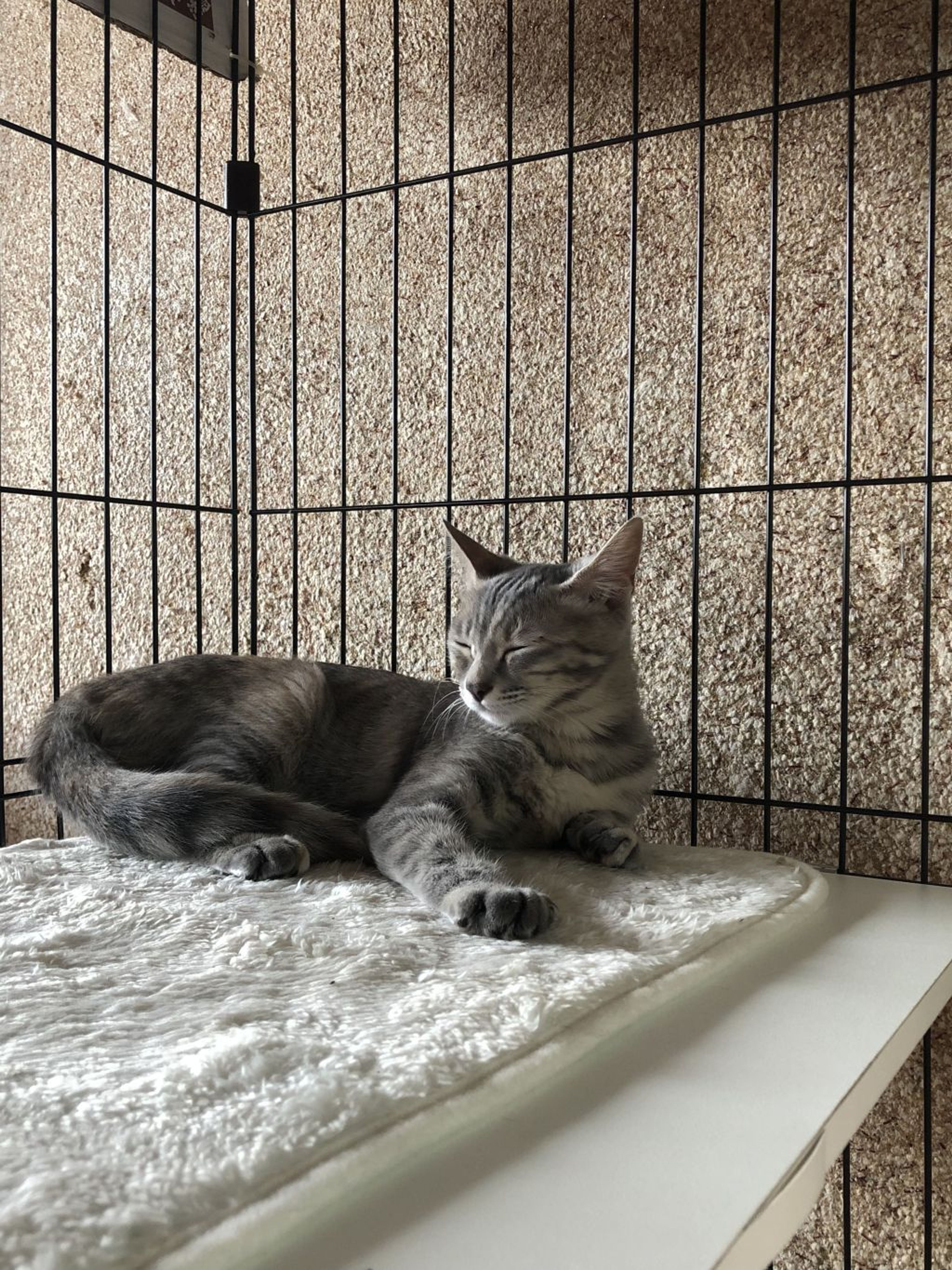 pet-image-5