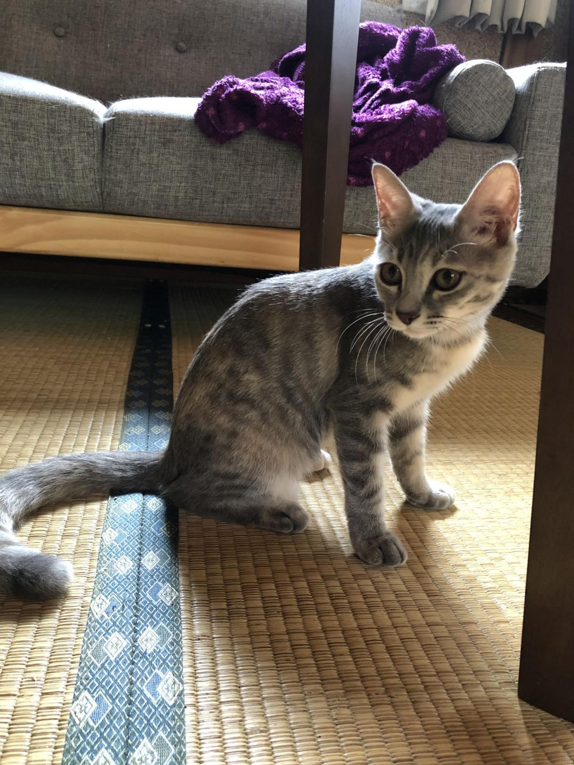 pet-image-6
