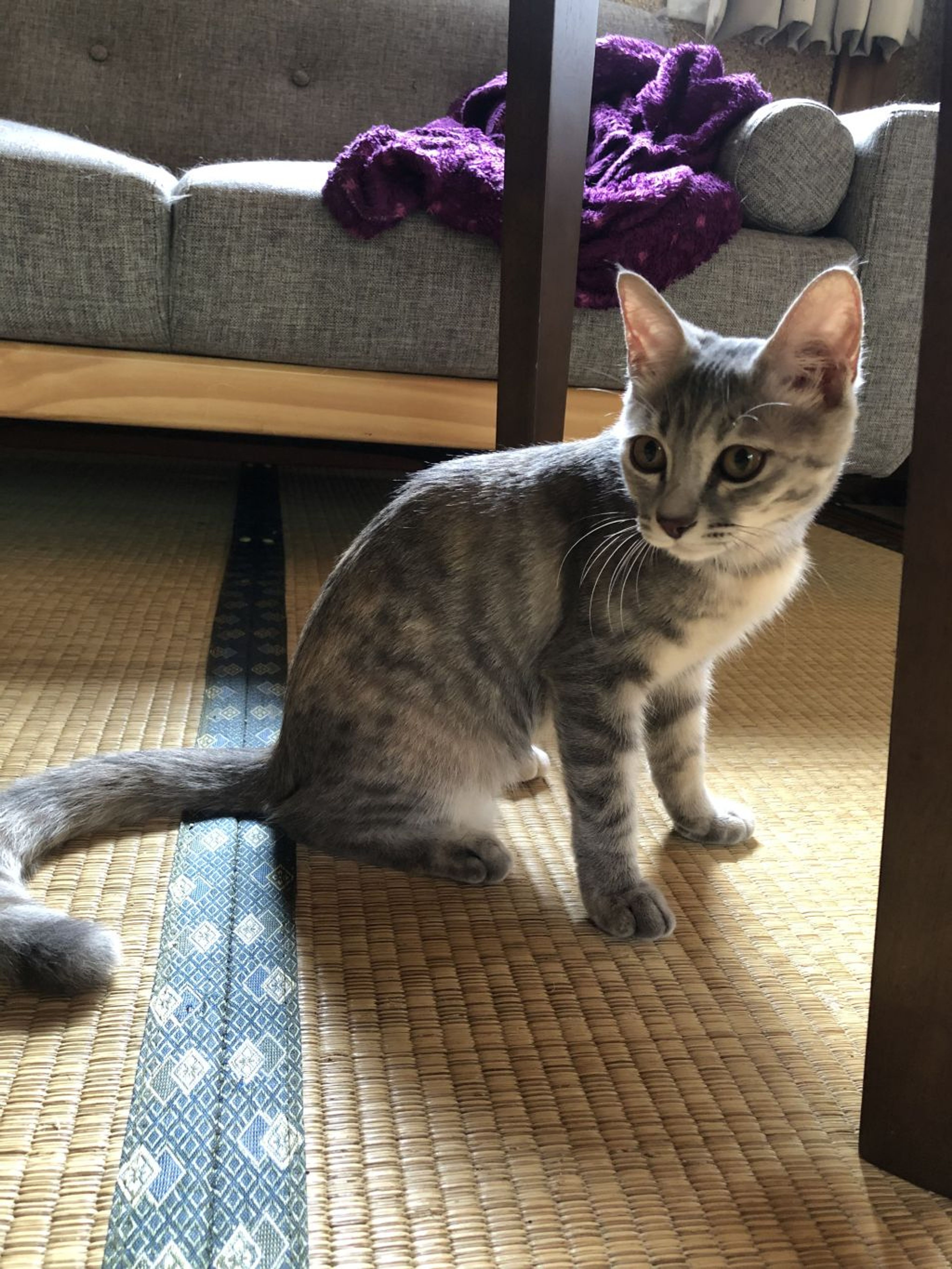 pet-image-6