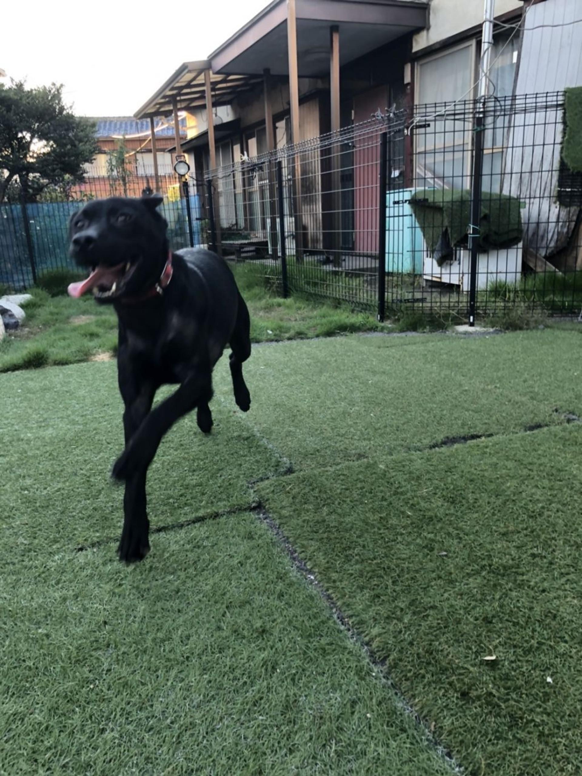 pet-image-2