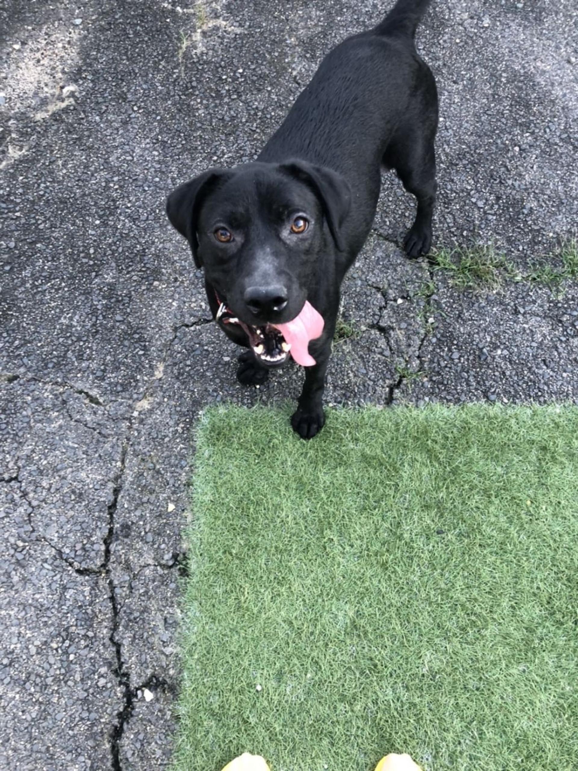 pet-image-3