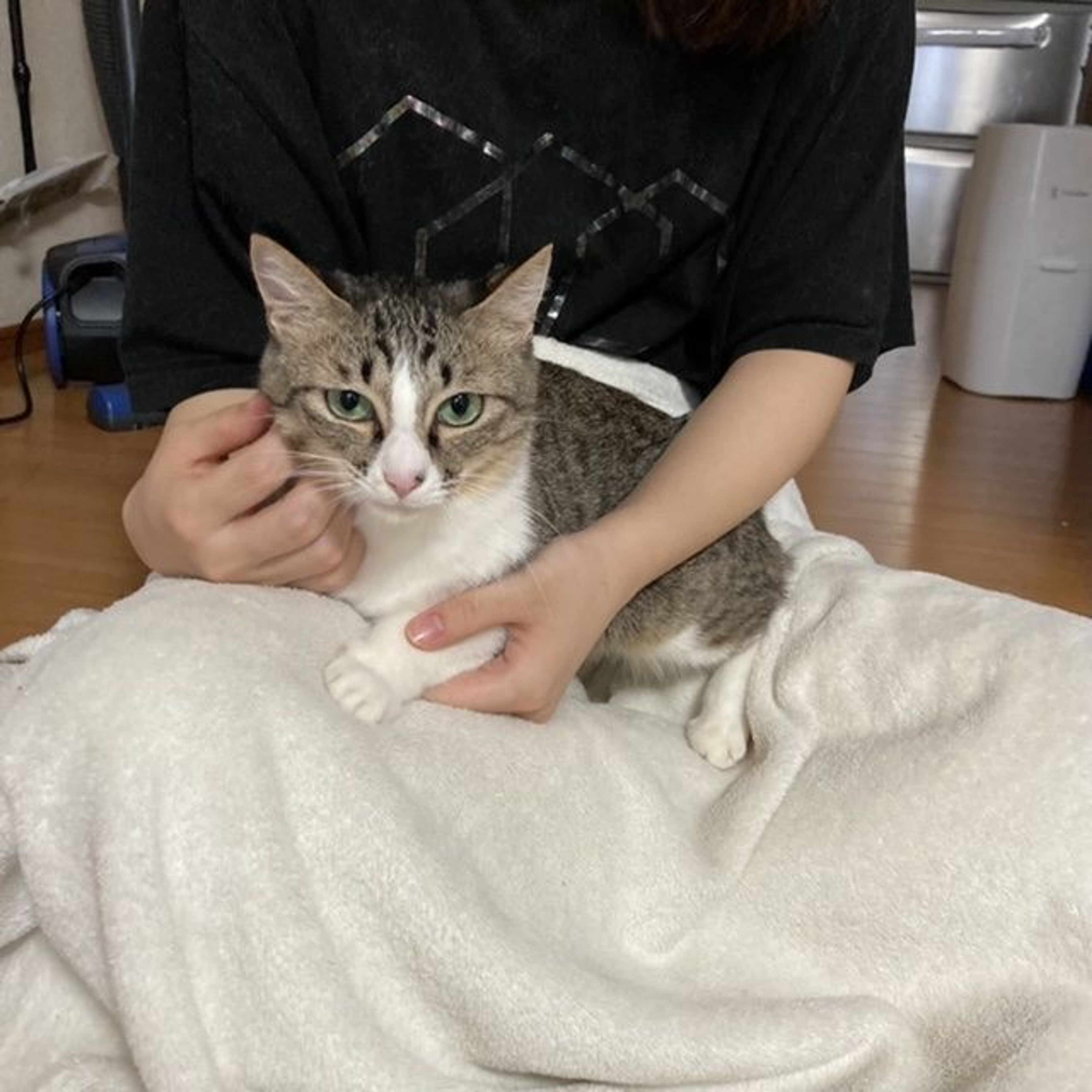 雑種（ミックス猫）・メスの里親募集の写真