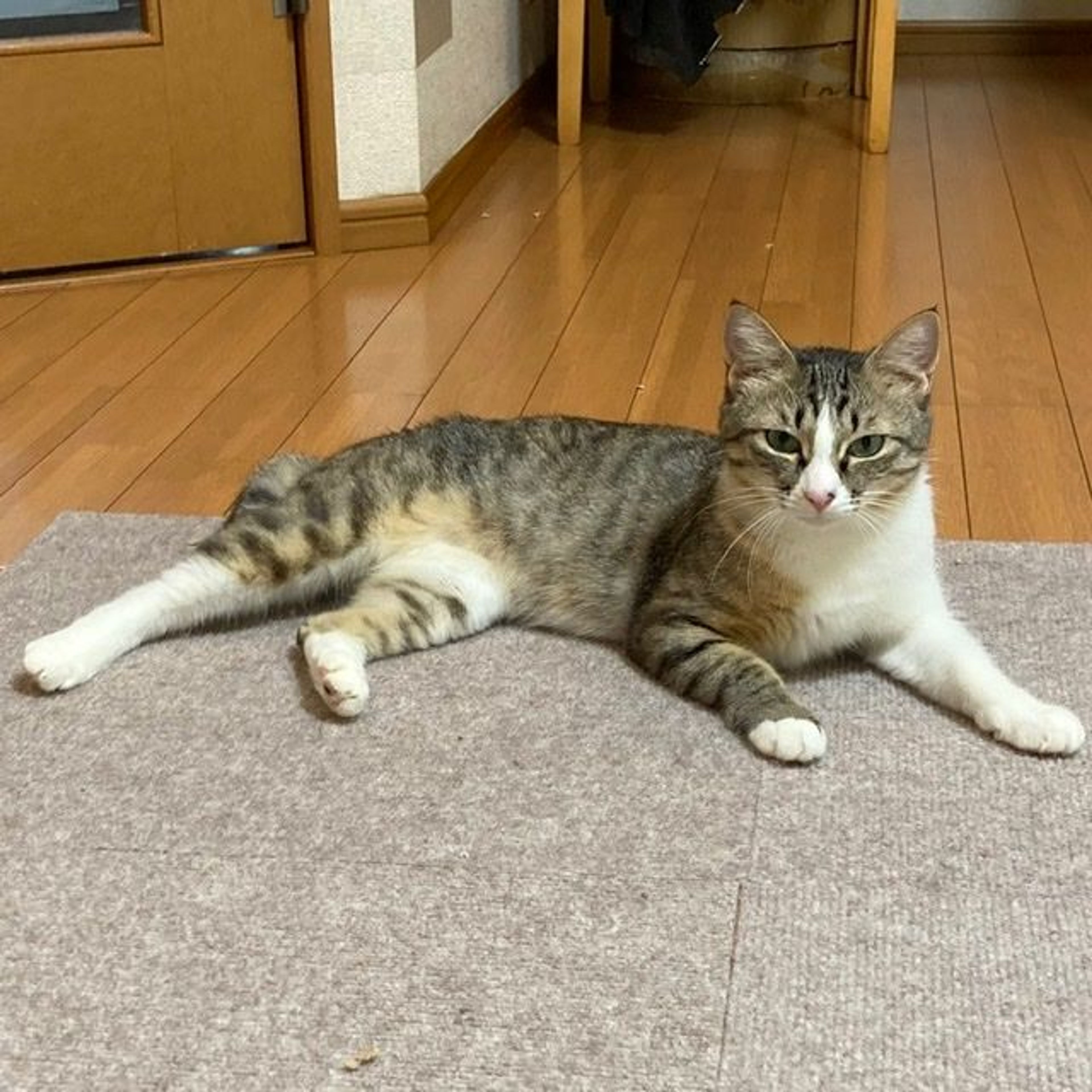 pet-image-3