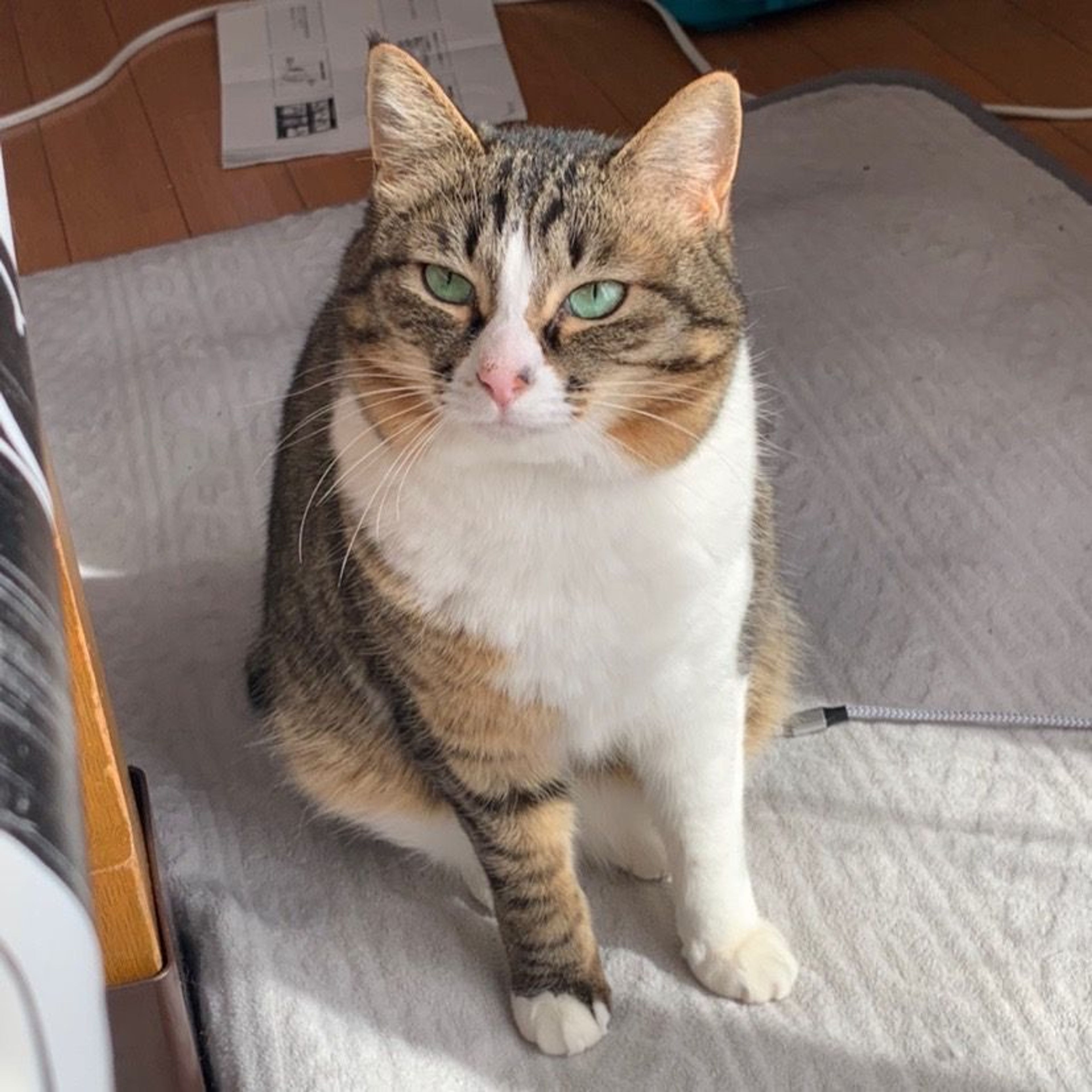 pet-image-2