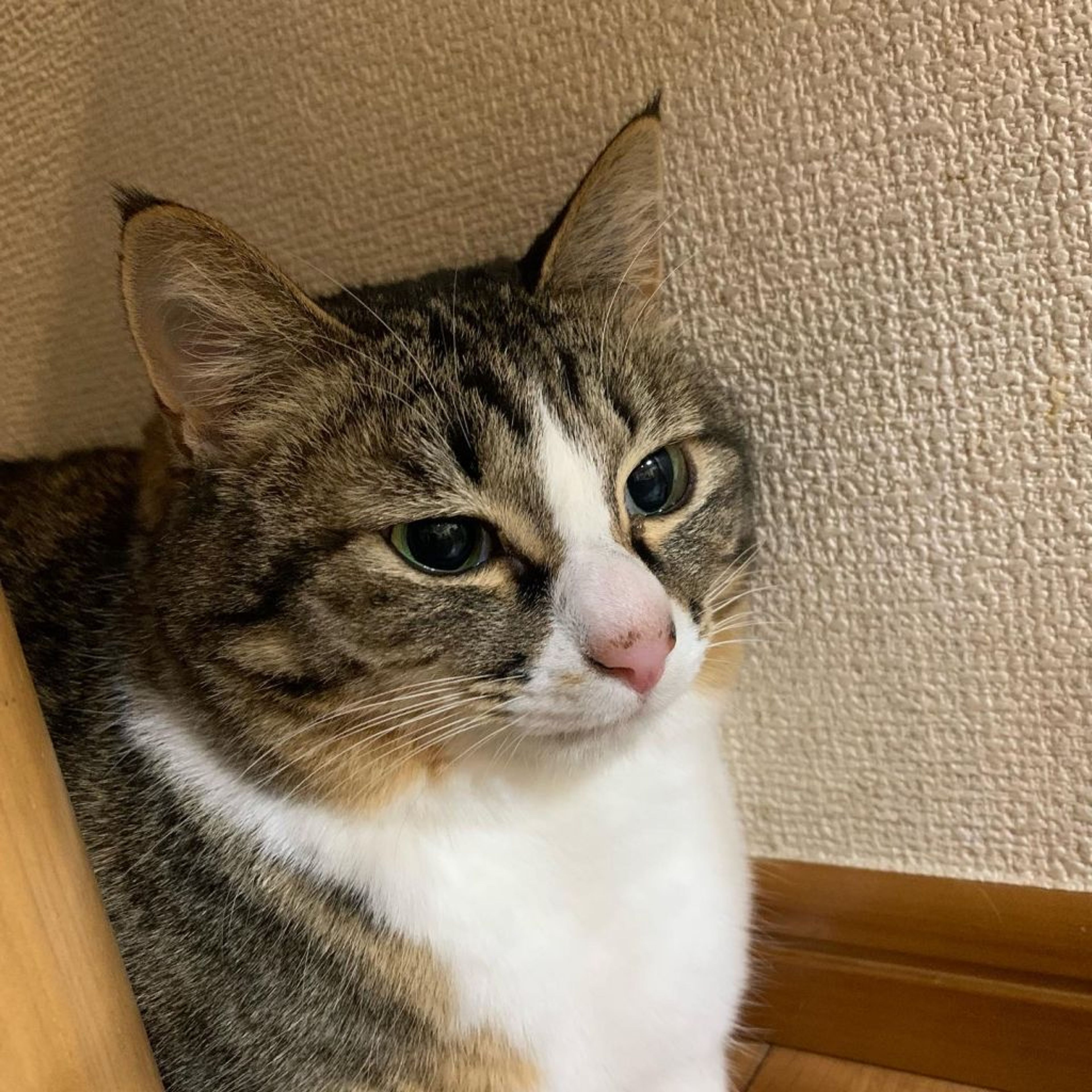 pet-image-4