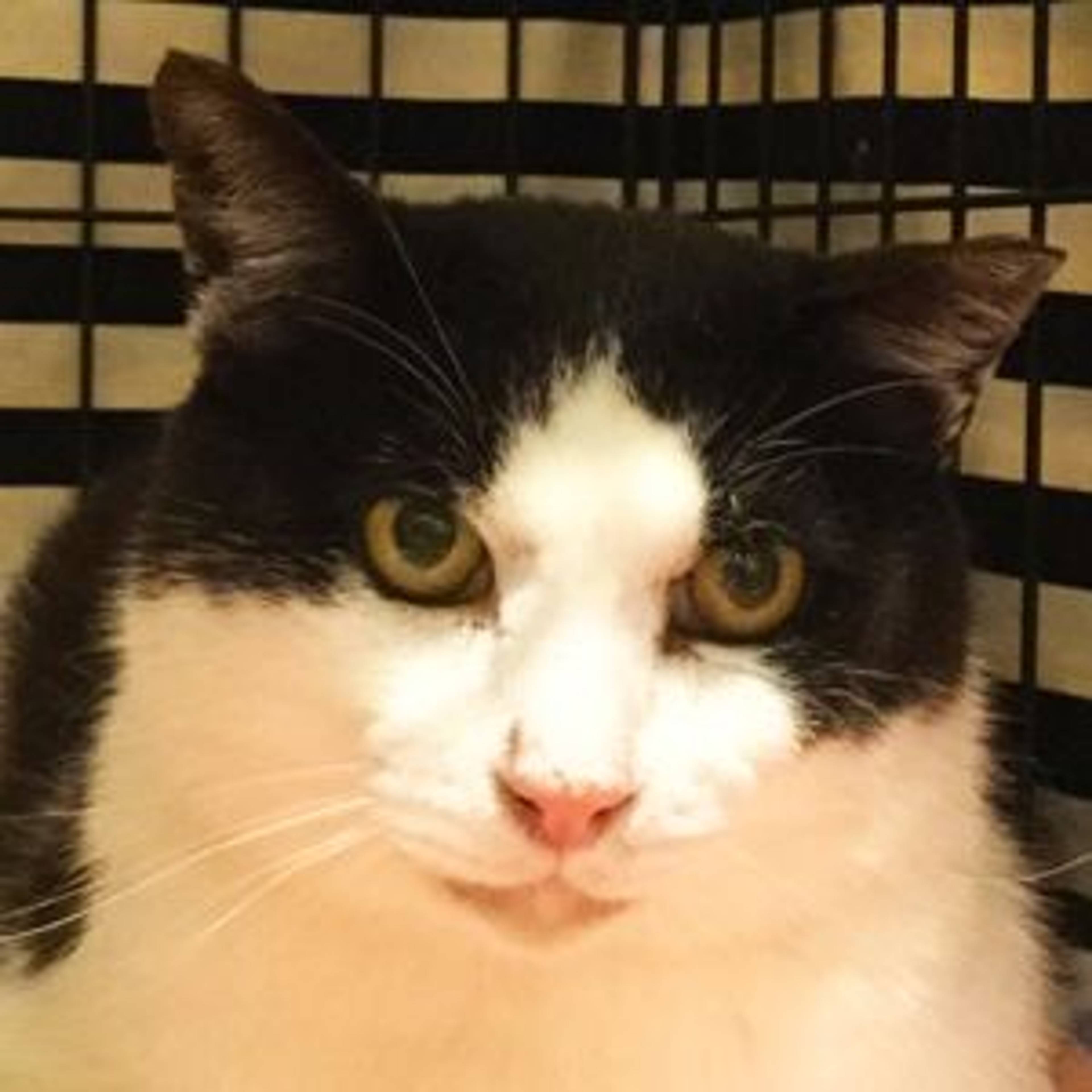 雑種（ミックス猫）・オスの里親募集の写真