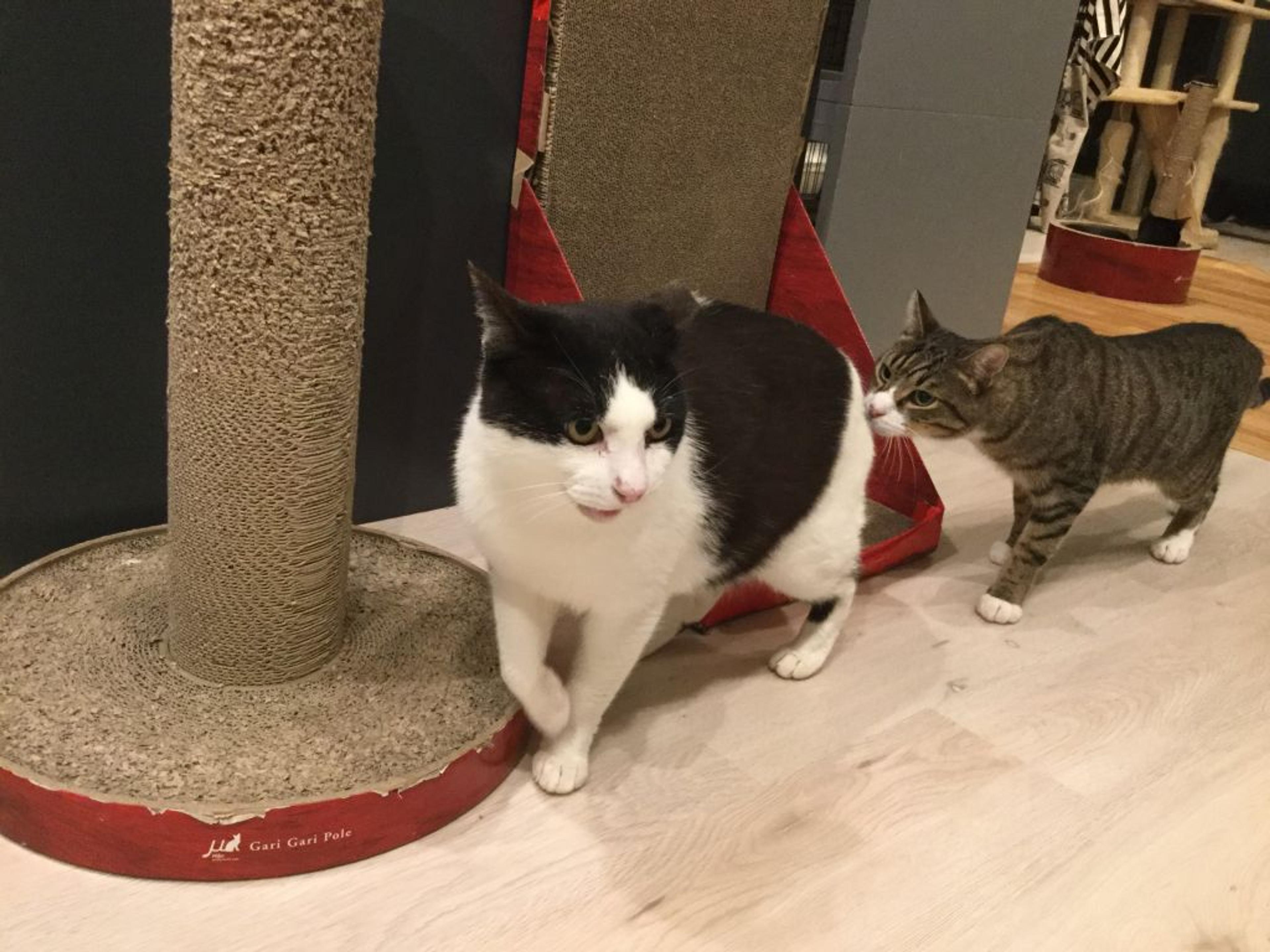 pet-image-2