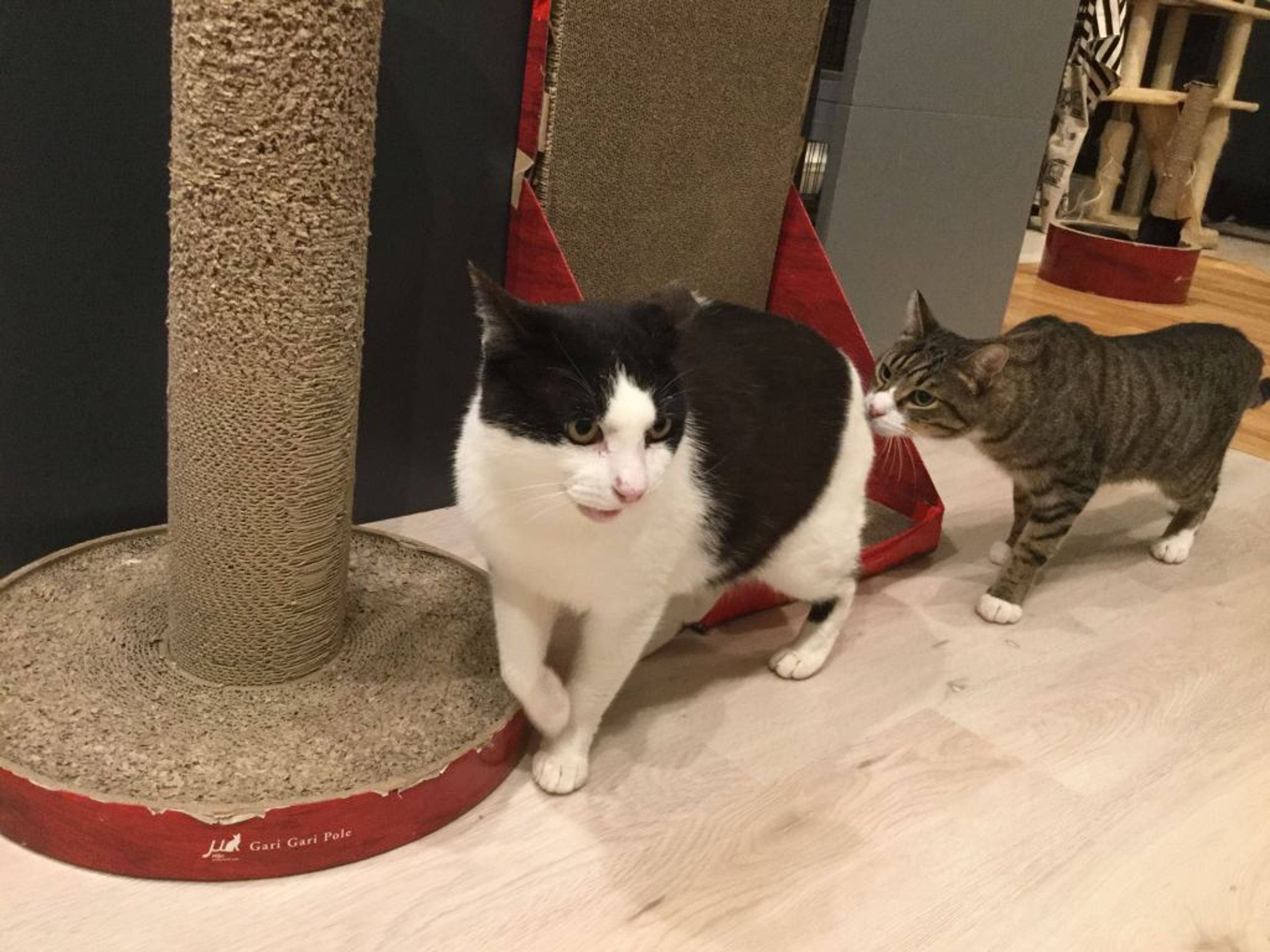pet-image-2