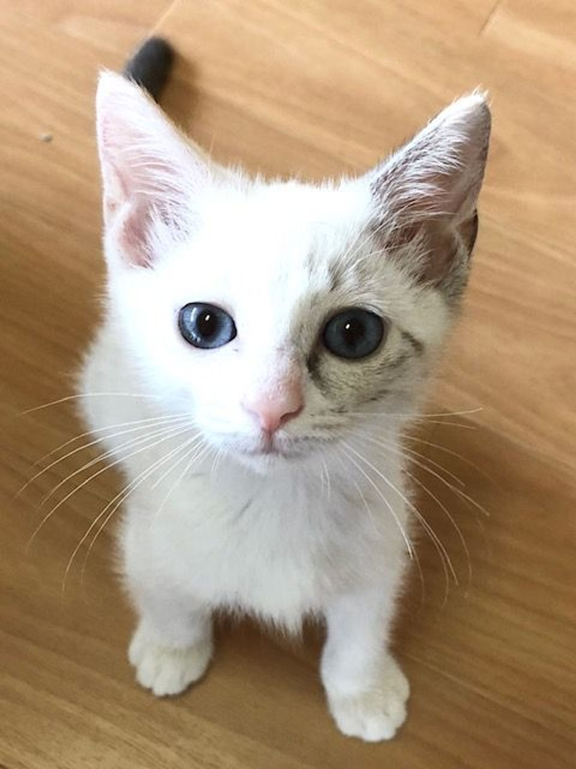 雑種（ミックス猫）・メスの里親募集の写真