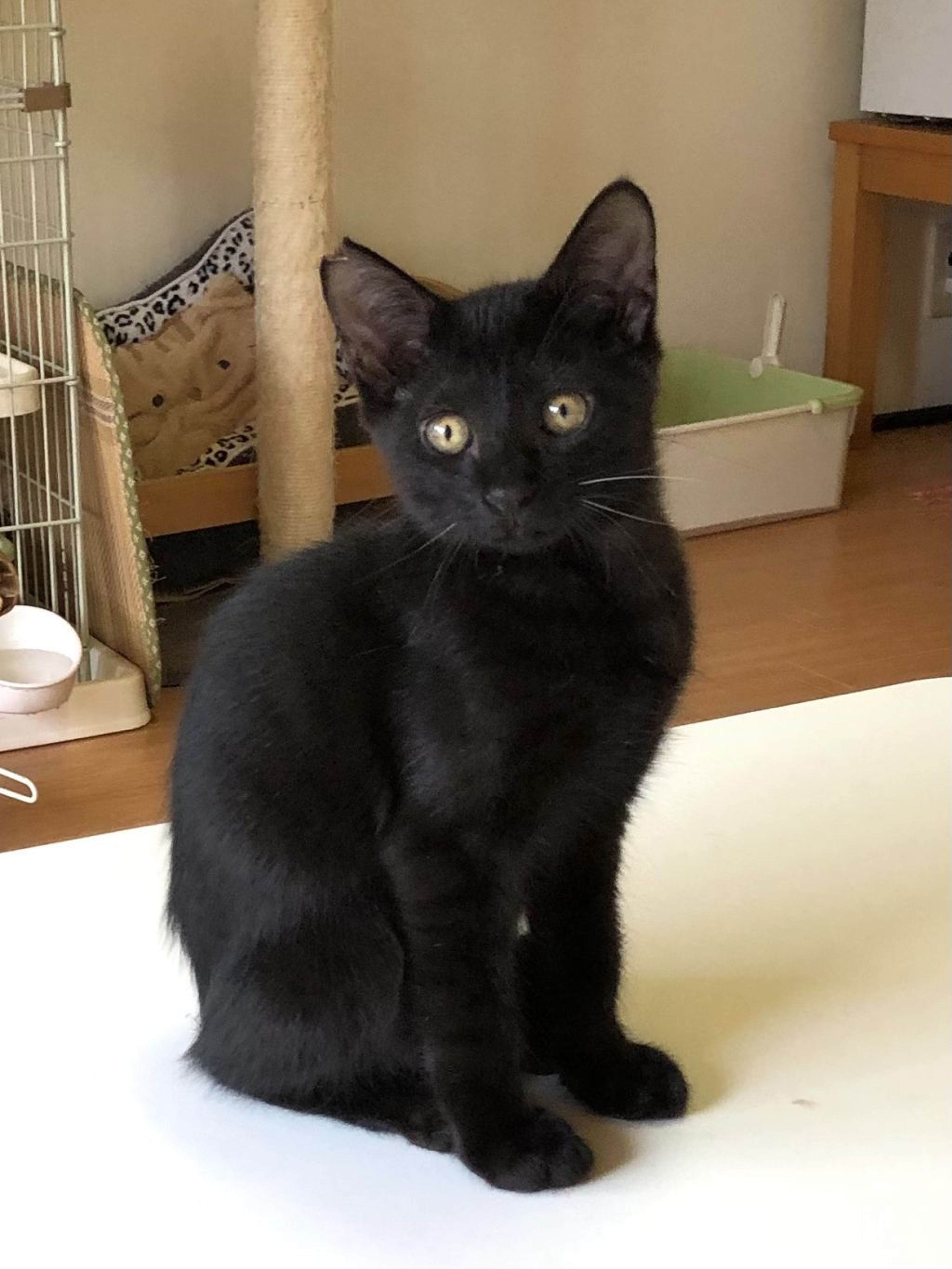 雑種（ミックス猫）・オスの里親募集の写真