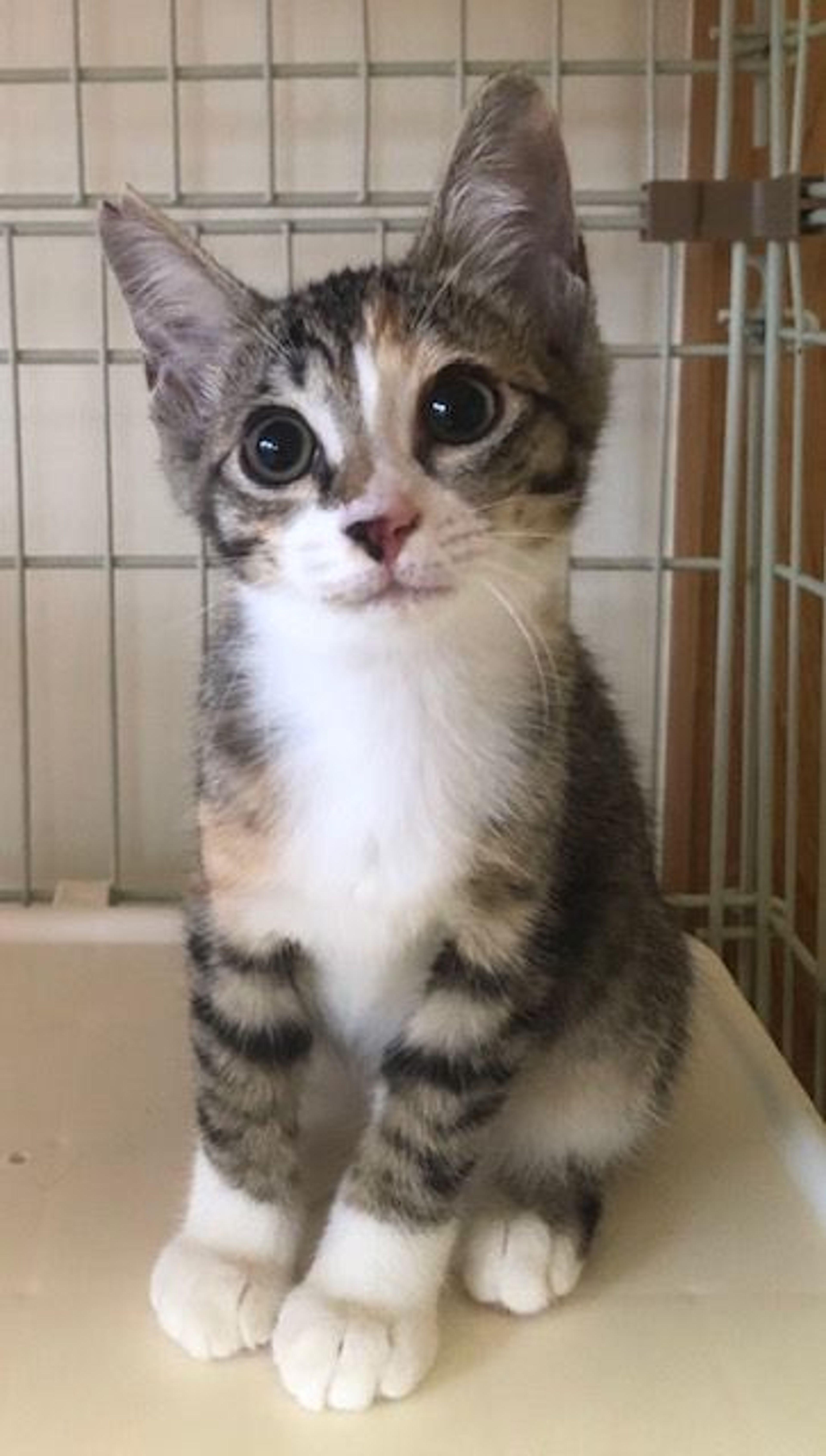 雑種（ミックス猫）・メスの里親募集の写真
