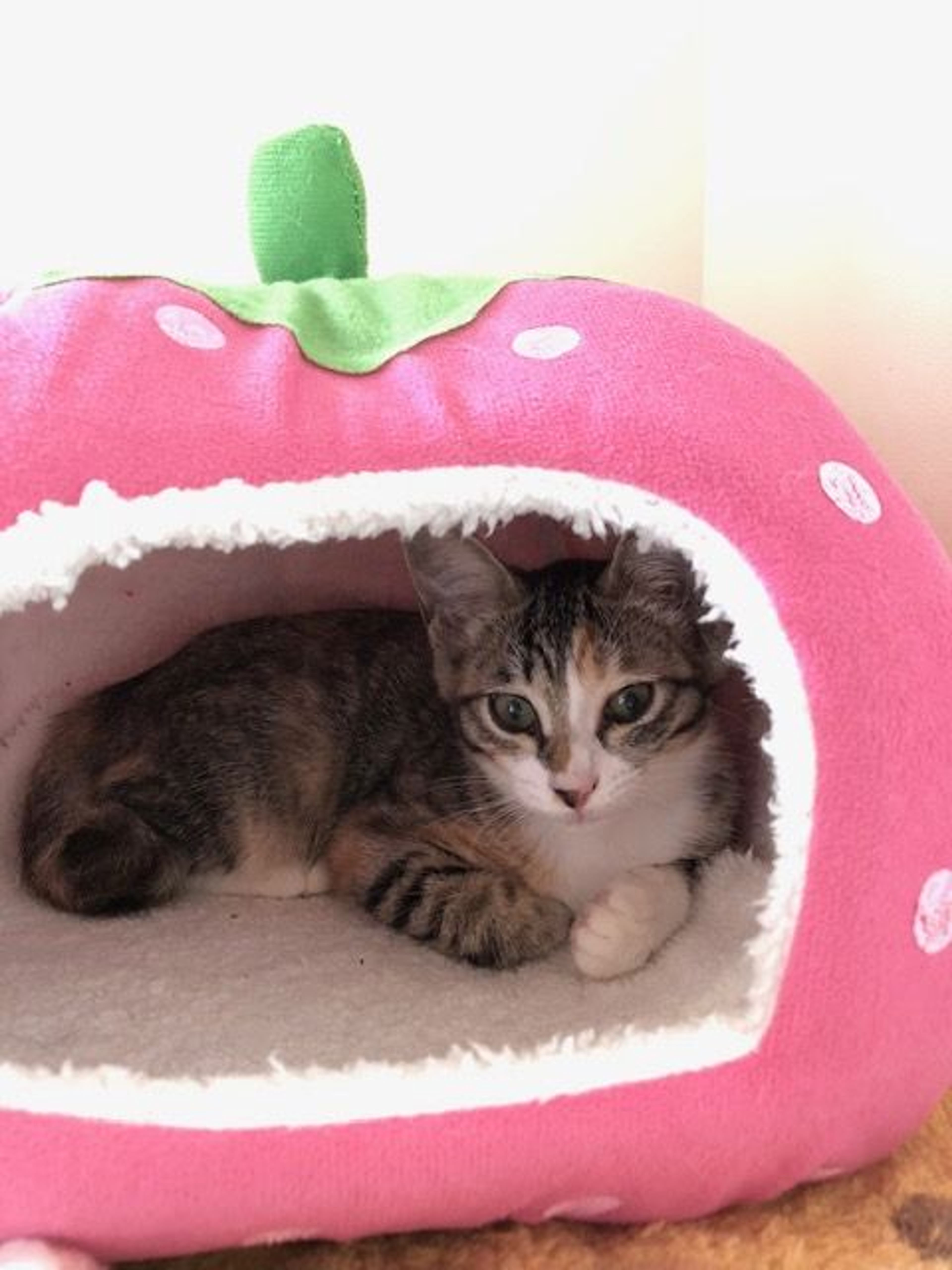 pet-image-3