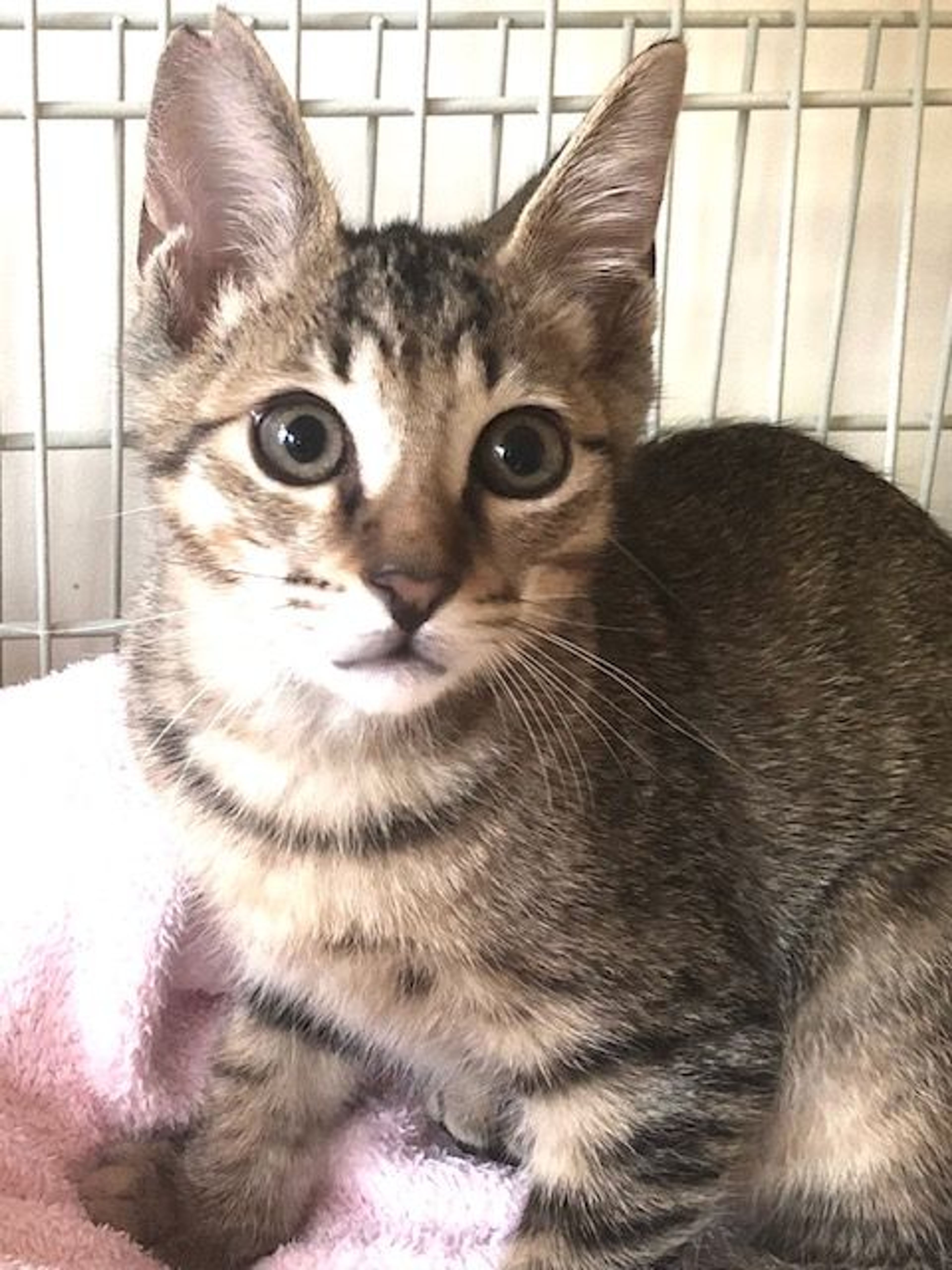 雑種（ミックス猫）・オスの里親募集の写真