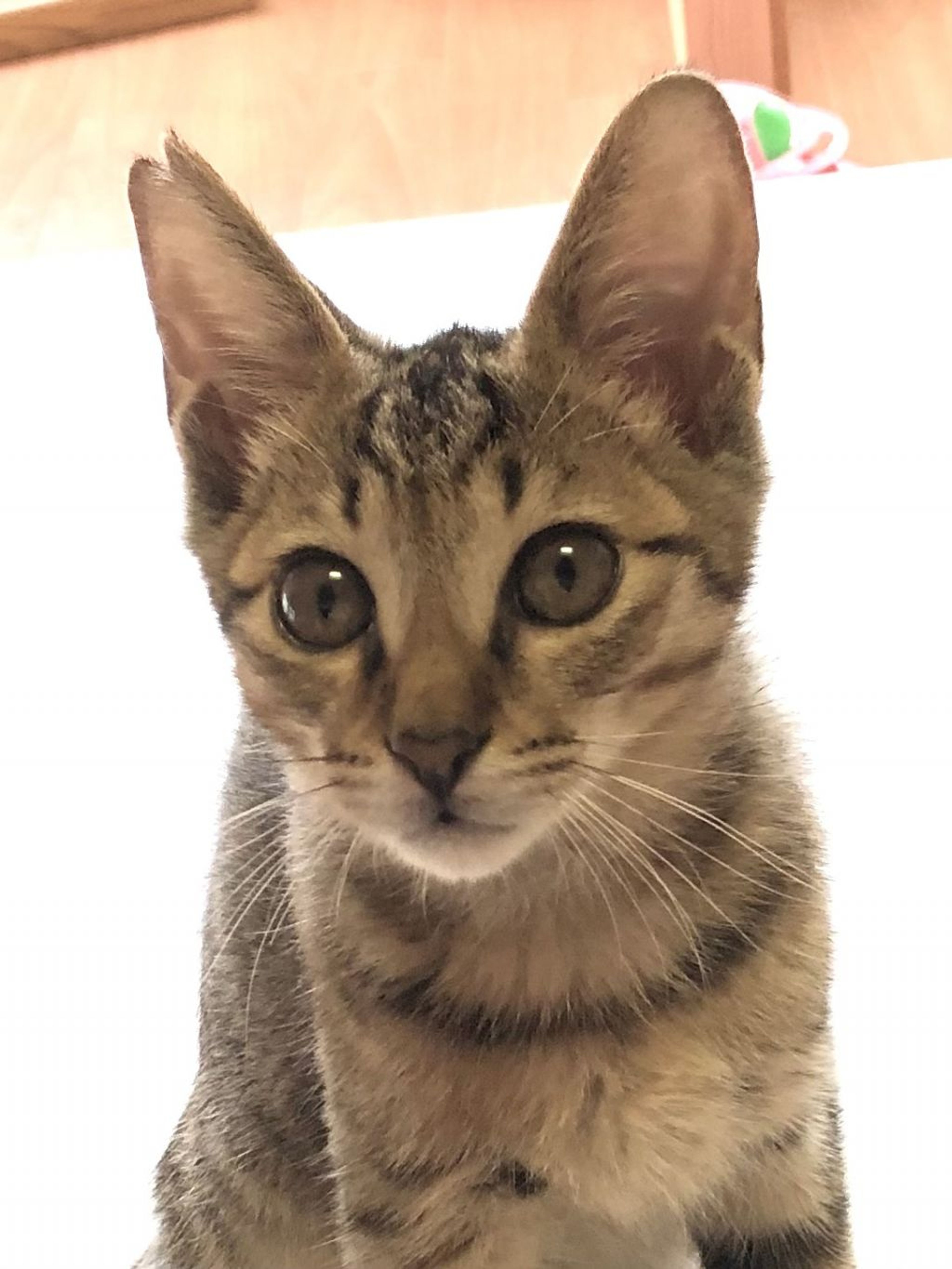 pet-image-3