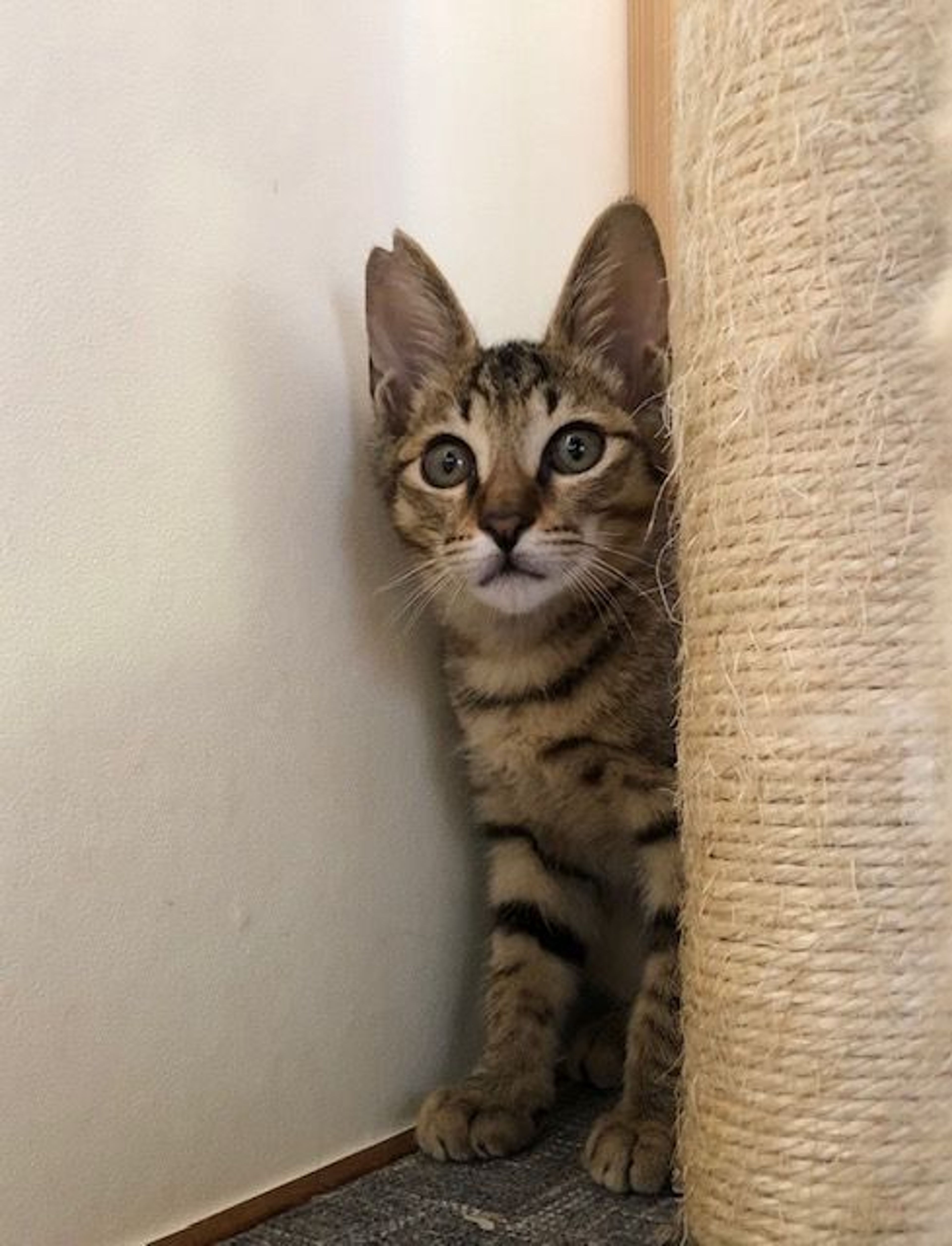 pet-image-4